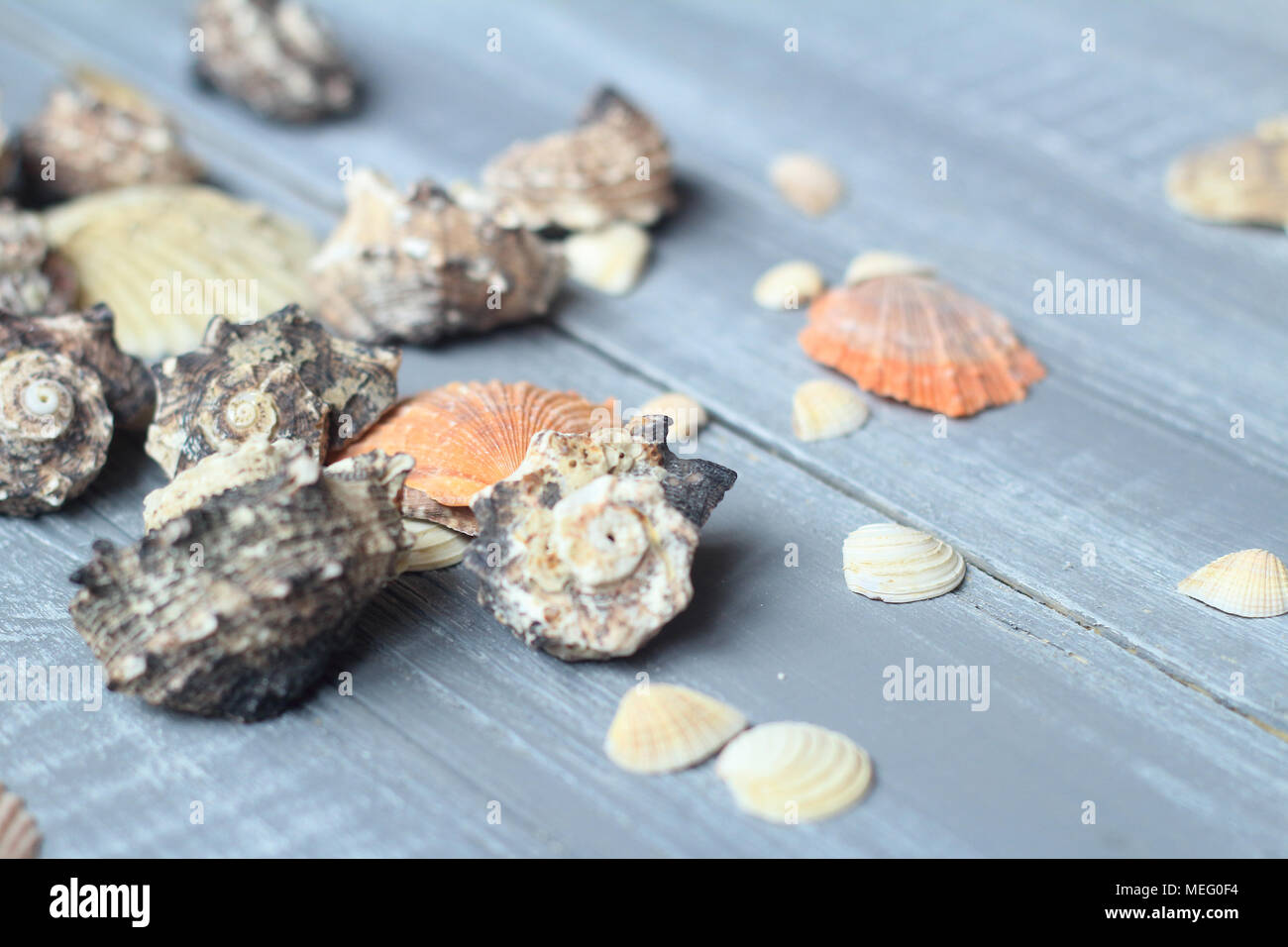 Conchiglie di mare immagine di sfondo sulla luce sullo sfondo di legno Foto Stock