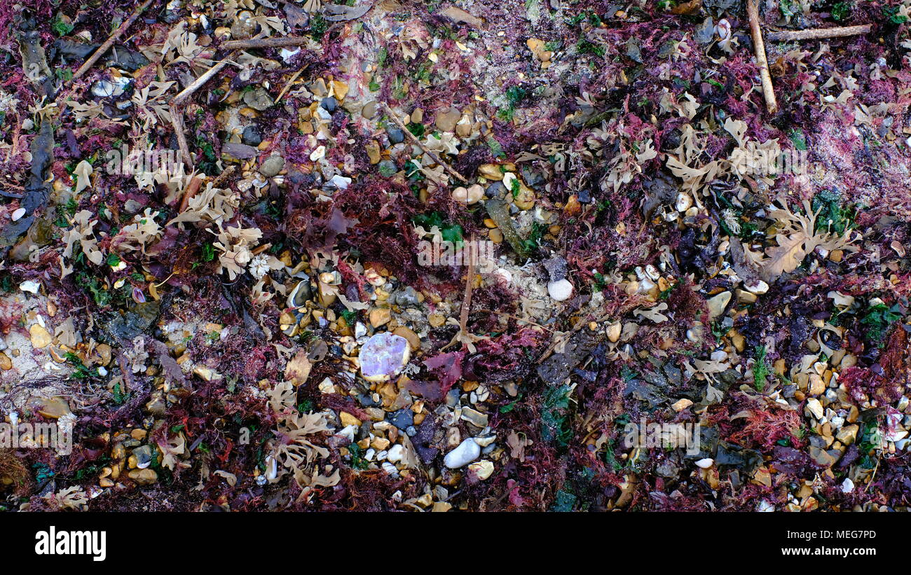 Letto di alghe marine a bassa marea catturato sulla spiaggia di Avon, Mudeford Dorset Foto Stock