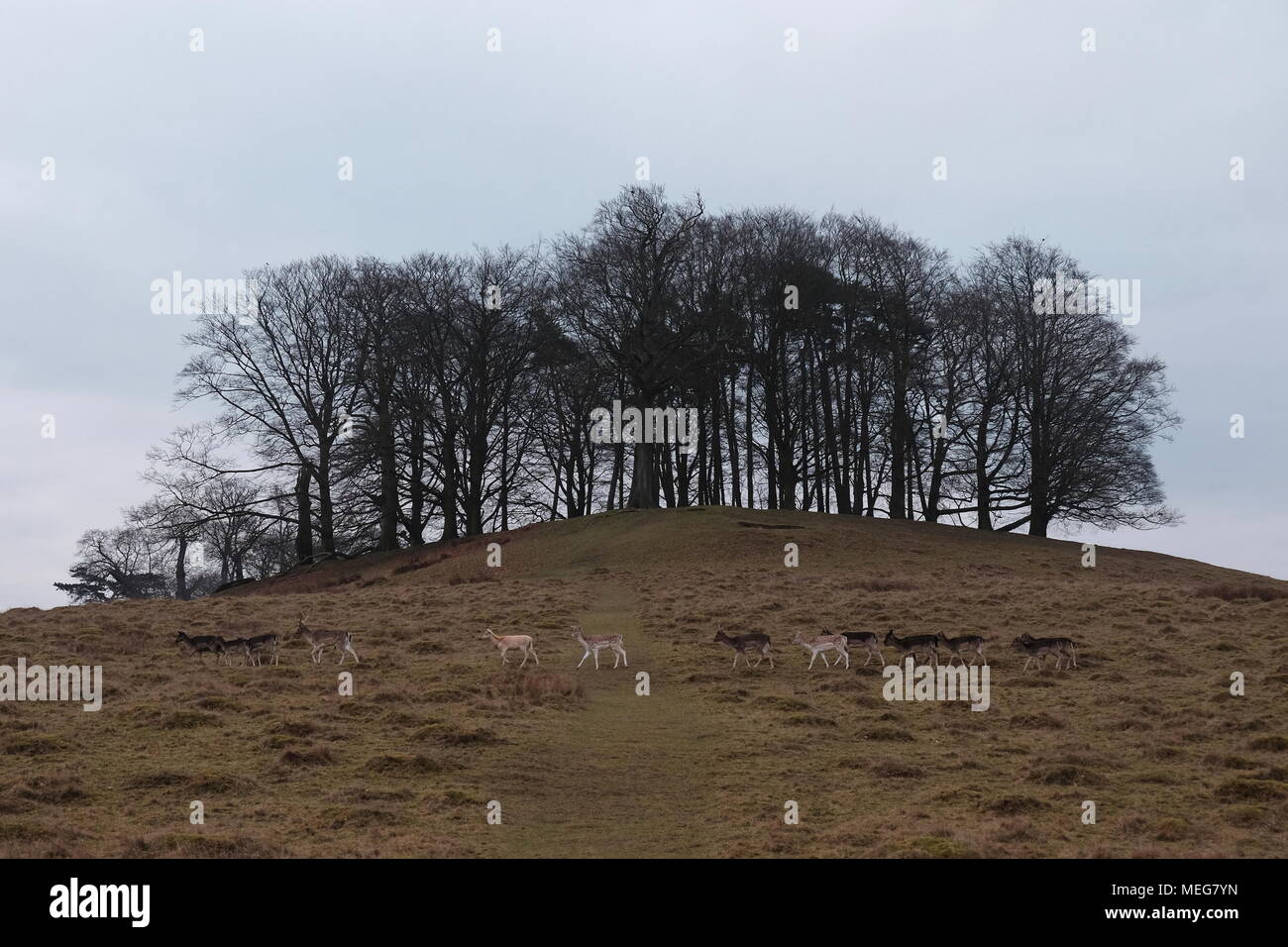 Daini a Petworth Deer Park, West Sussex Foto Stock