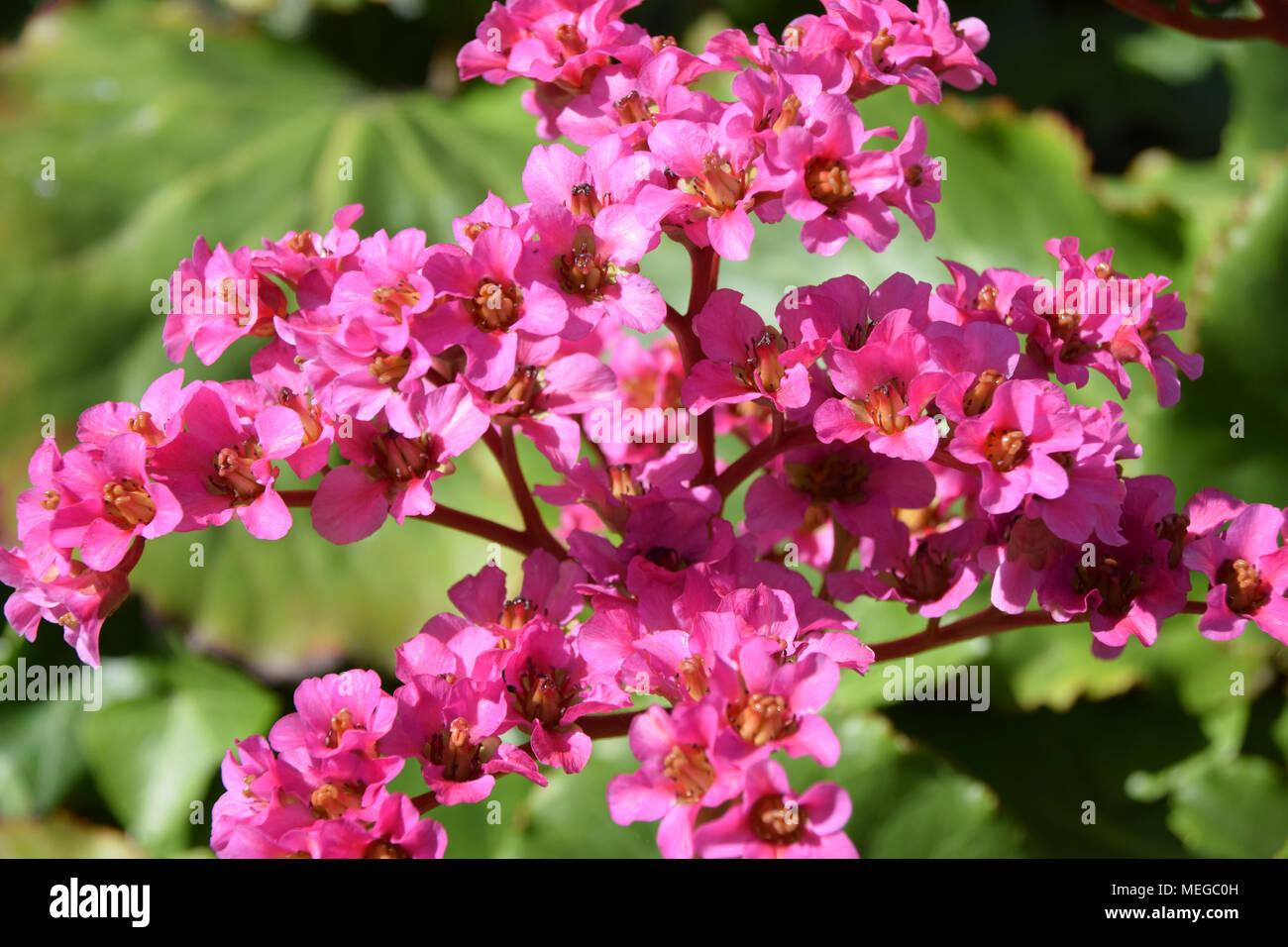 Ripresa macro da grandi fiori di un bergenia cordifolia Foto Stock
