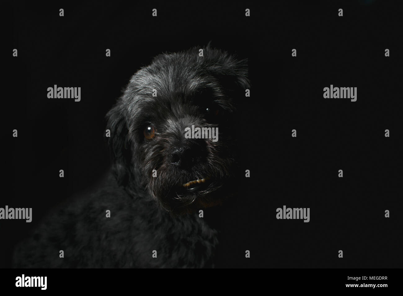 La cattura di cani in chiave di basso la fotografia di ritratti Foto Stock