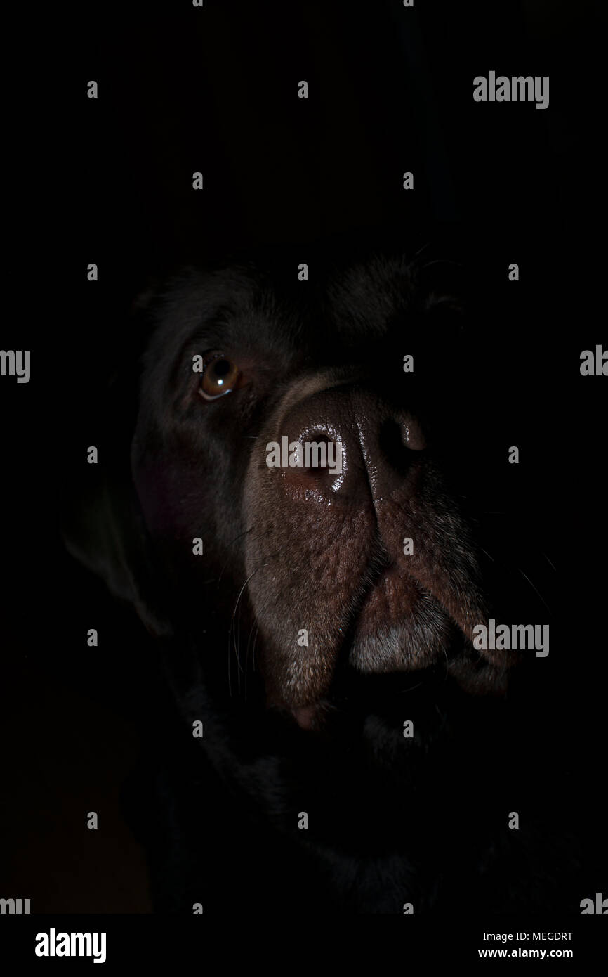 La cattura di cani in chiave di basso la fotografia di ritratti Foto Stock