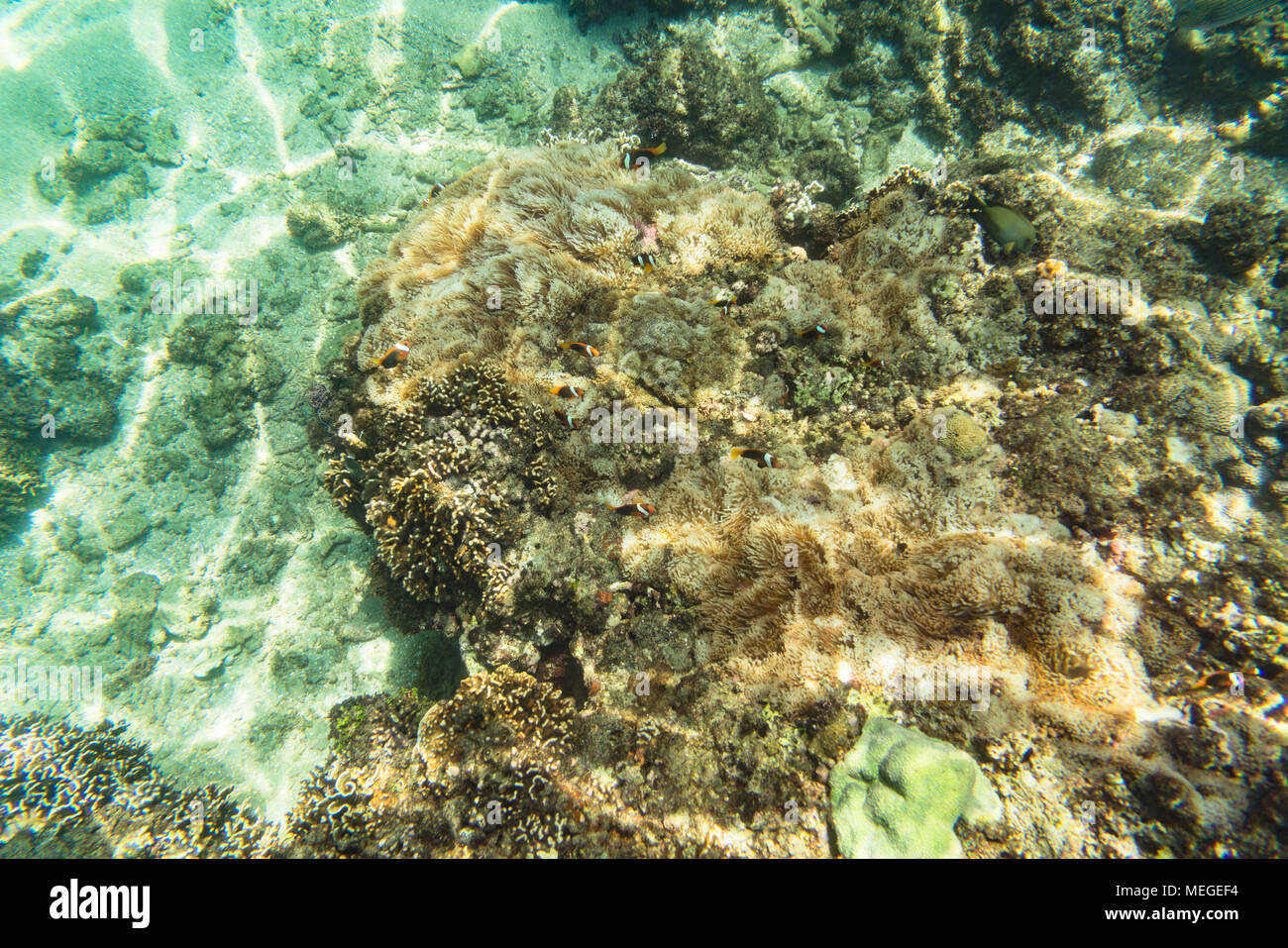 Pesce pagliaccio e anemone marittimo Foto Stock