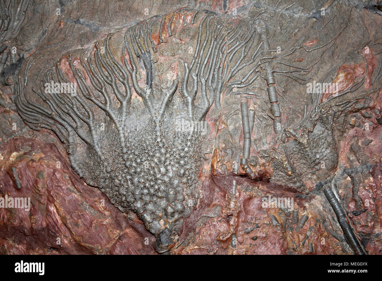 Crinoidi fossili Scyphocrinites elegans, Silurian Marocco Foto Stock