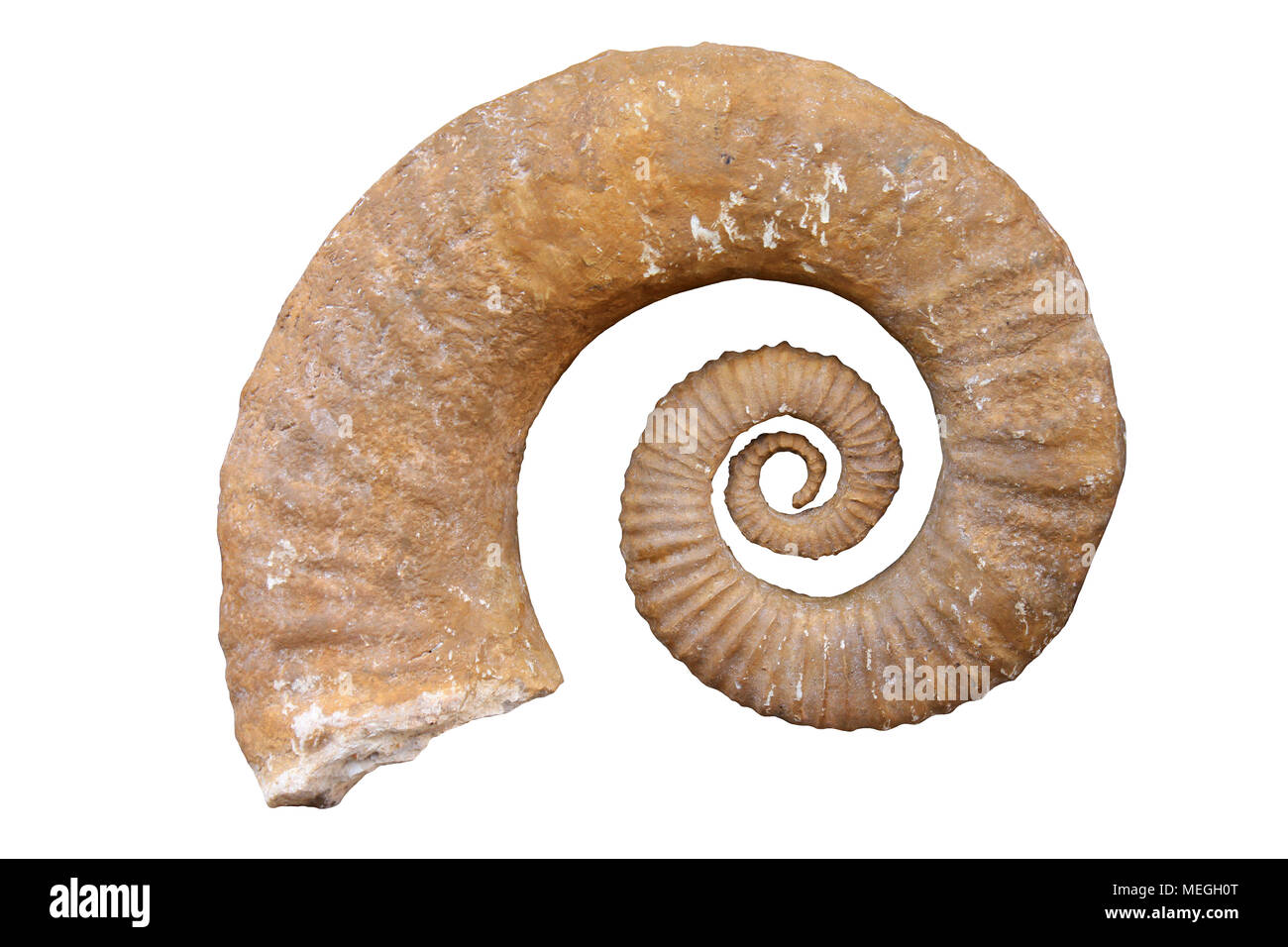 Parzialmente avvolto Heteromorph ammonita, Marocco isolato su bianco Foto Stock