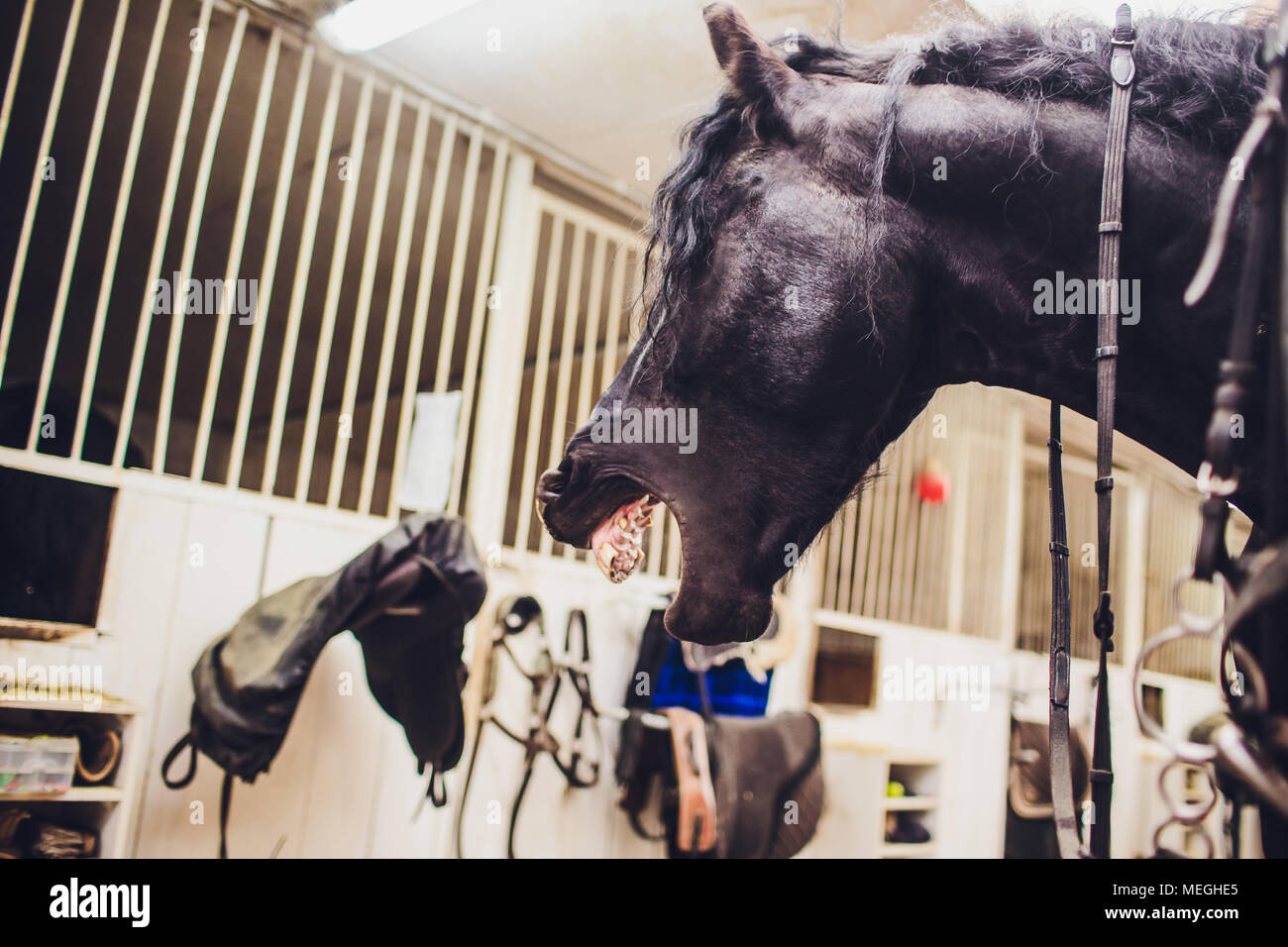 Il cavallo frisone. Sfollati nei Paesi Bassi. Il cavallo nero sbadigli e sembra che egli ride. Foto Stock