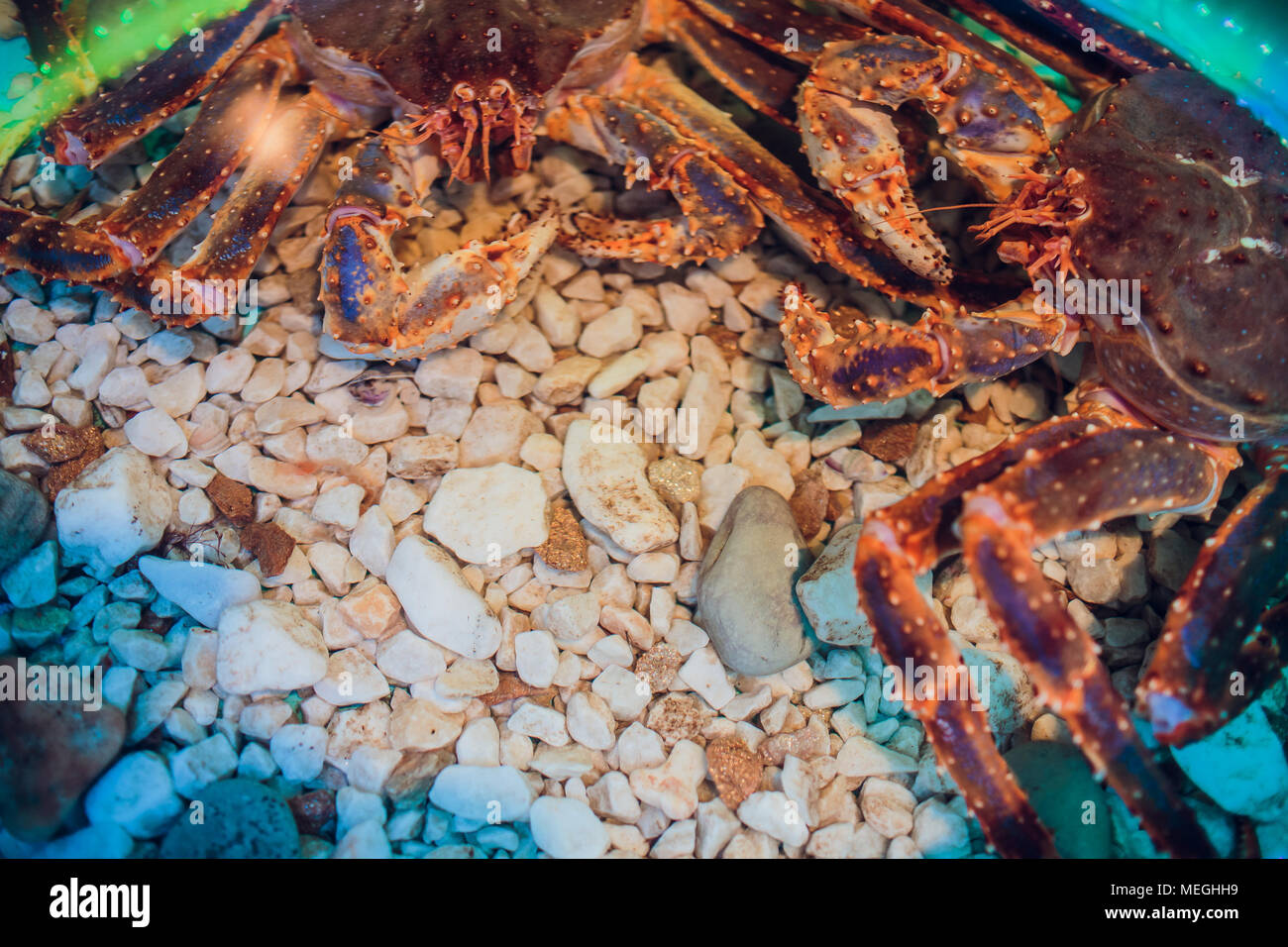 Pelose red King Crab tenendo un clam Foto Stock