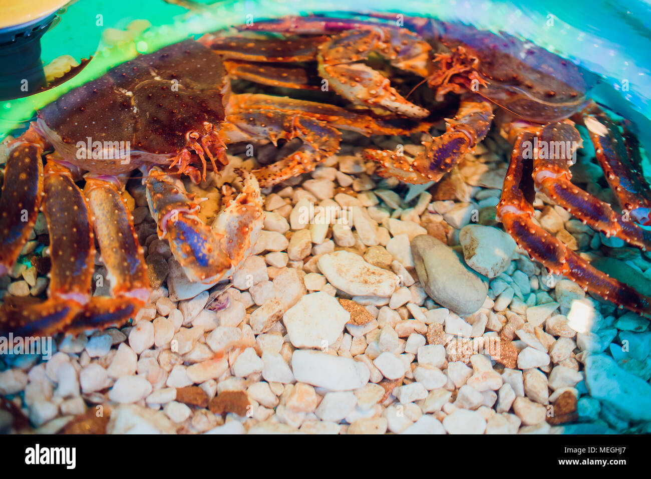 Pelose red King Crab tenendo un clam Foto Stock