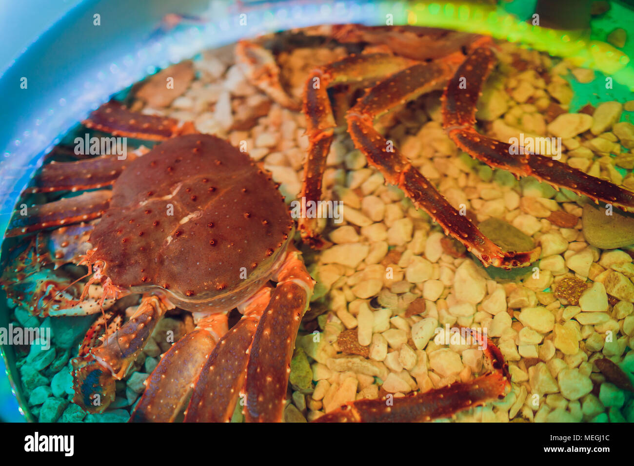 Pelose red King Crab tenendo un clam Foto Stock