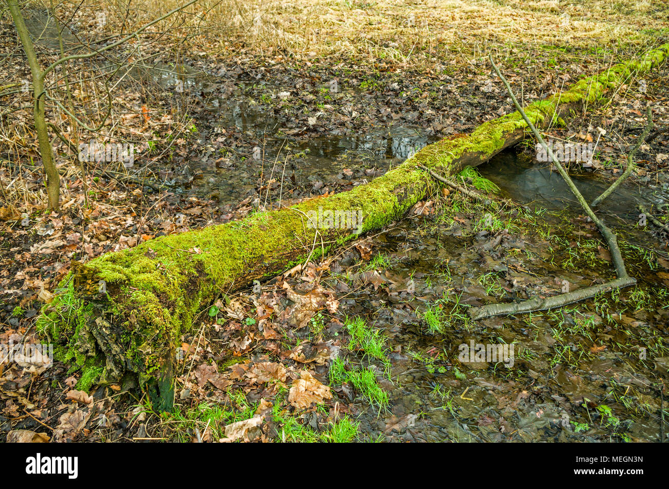 Registro di muschio giacendo attraverso il ruscello-ruscello in autunno-inverno foresta in Zabrze, Slesia Upland, Polonia. Foto Stock