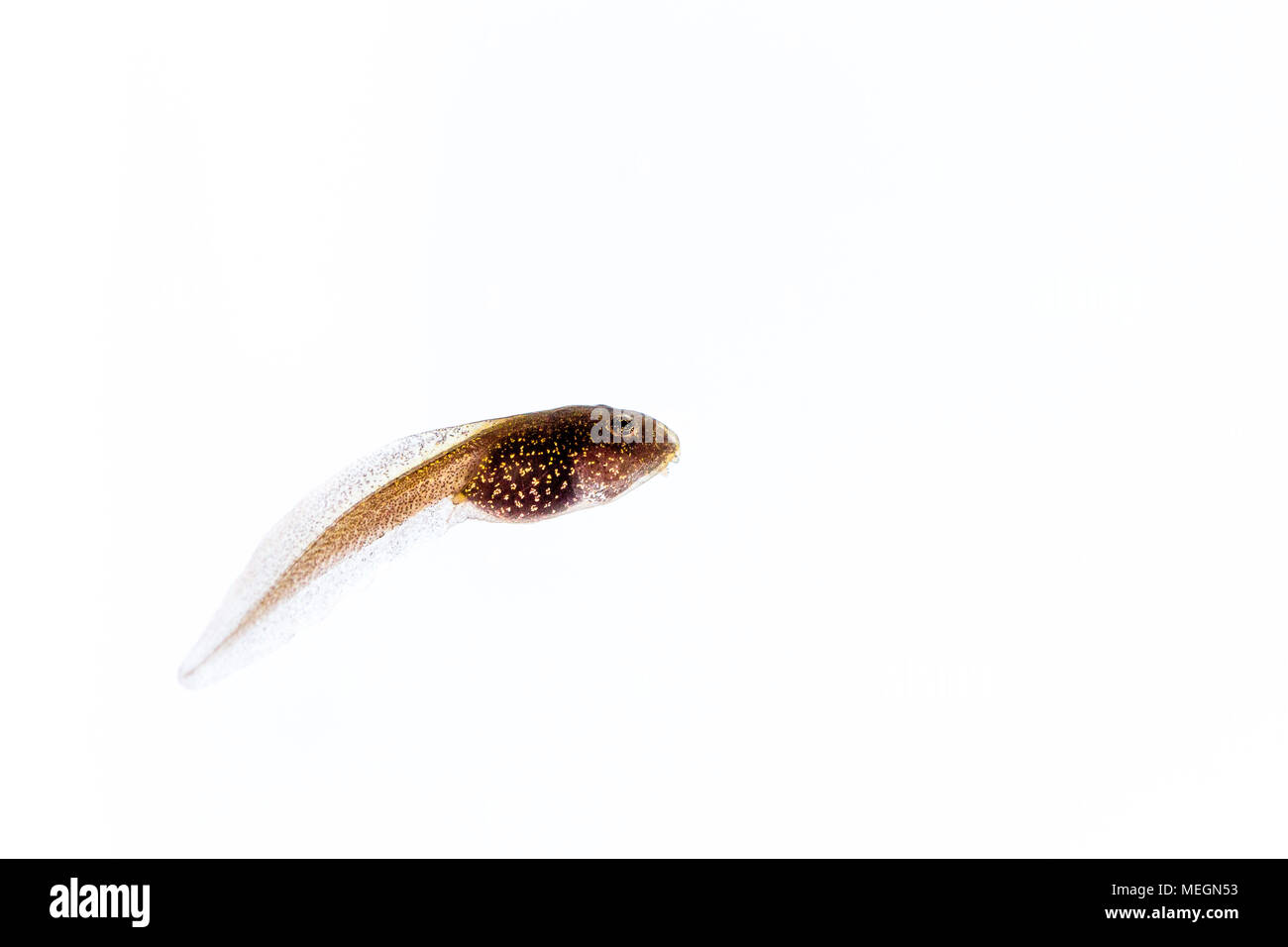 Rana comune tadpole macro immagini Foto Stock