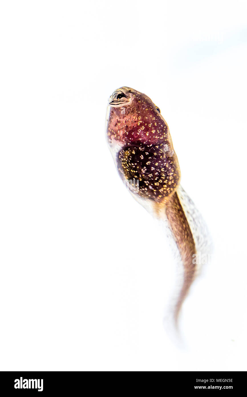 Rana comune tadpole macro immagini Foto Stock