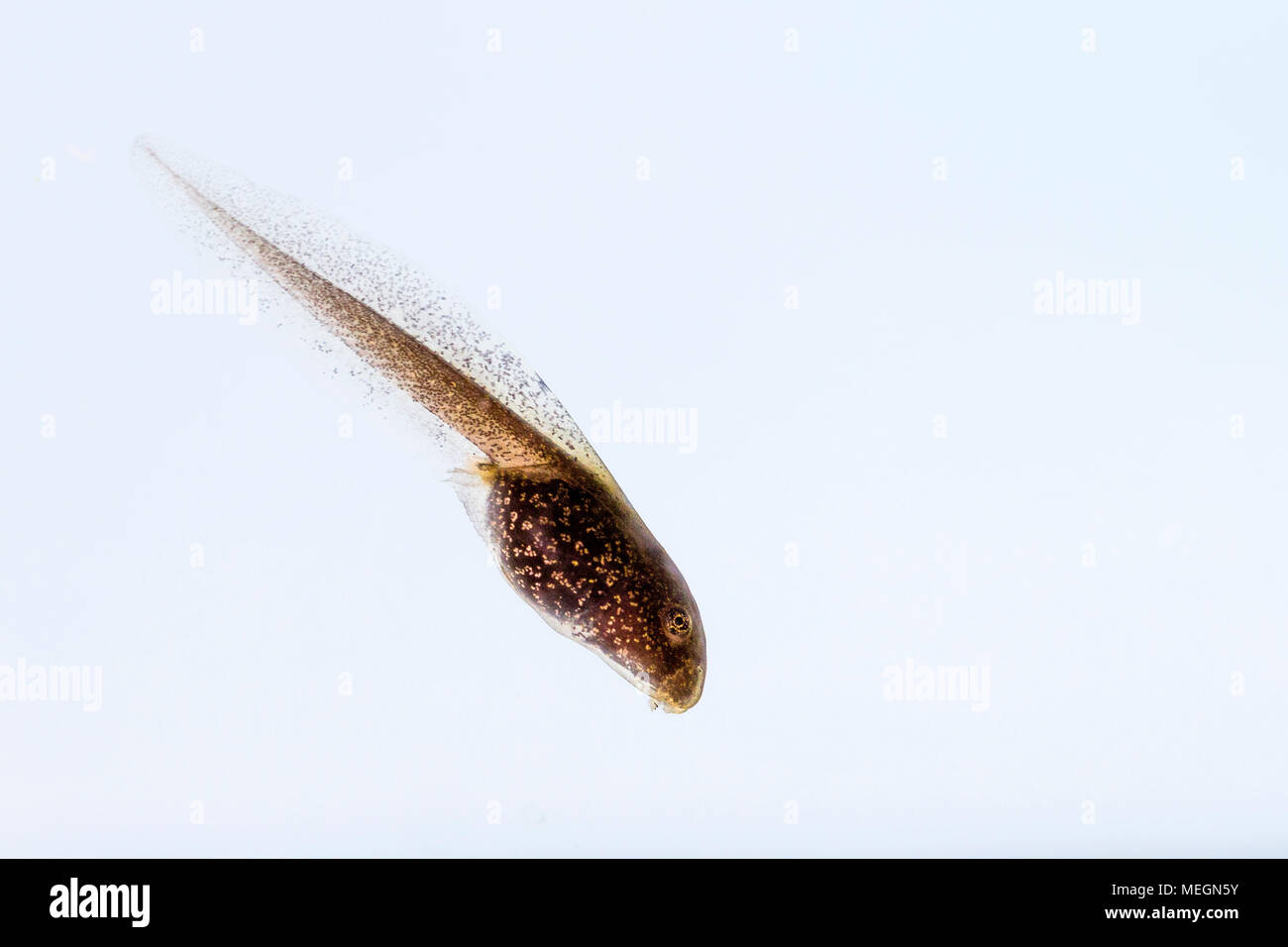 Rana comune tadpole macro immagini Foto Stock