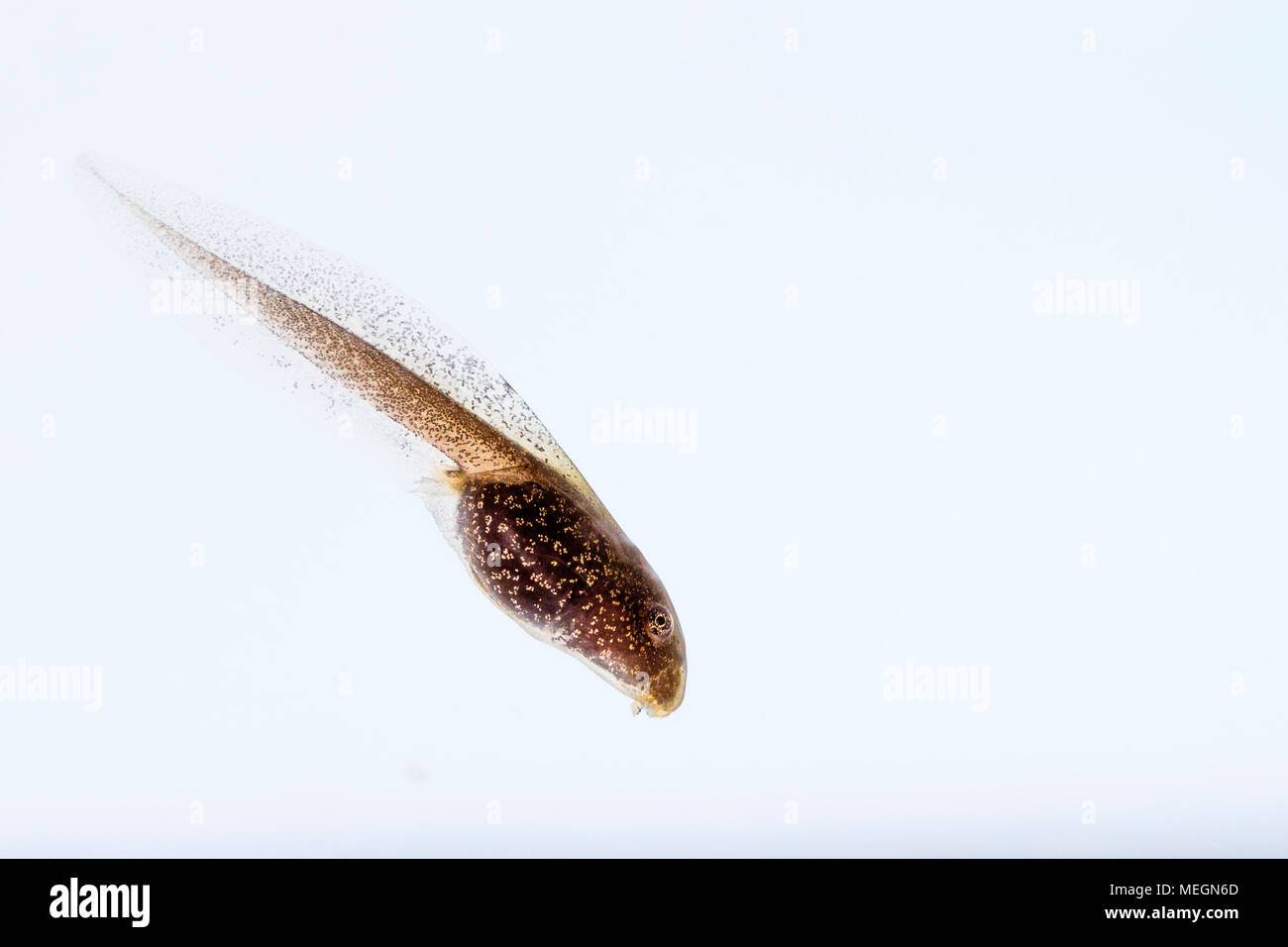Rana comune tadpole macro immagini Foto Stock