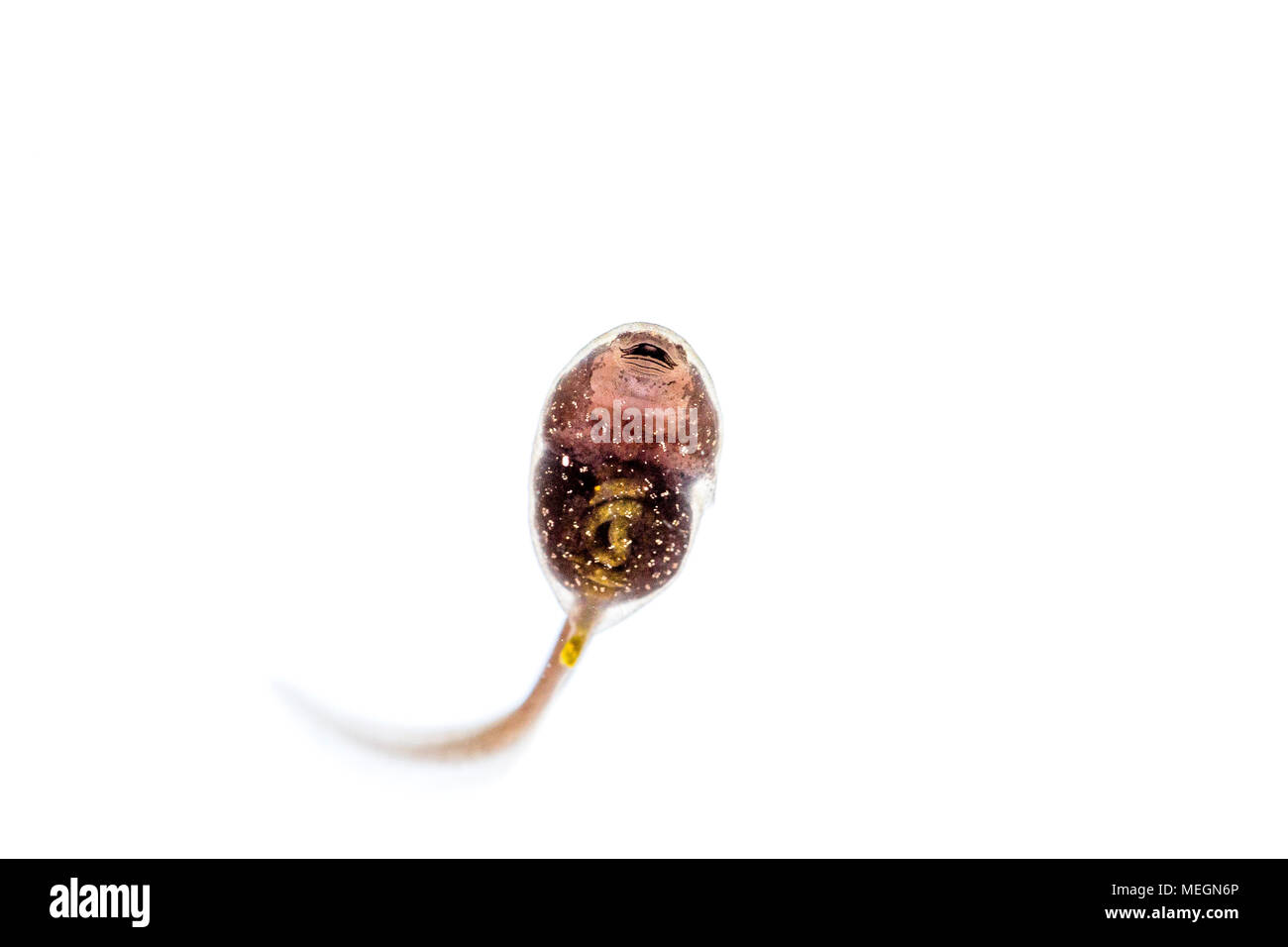 Rana comune tadpole macro immagini Foto Stock