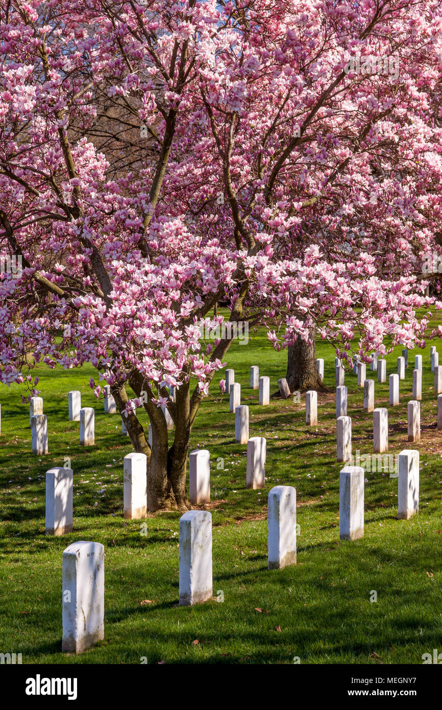 Magnolia alberi germogliano oltre le lapidi del Cimitero di Arlington vicino a Washington, DC, Stati Uniti d'America Foto Stock