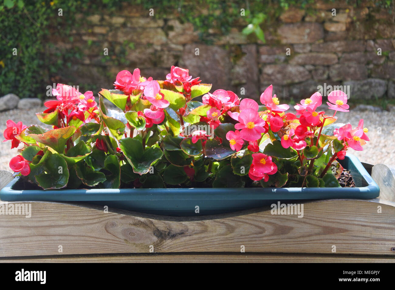Un vetro colorato scatola piena di begonie - Giovanni Gollop Foto Stock