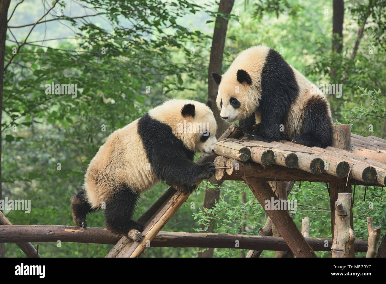 Panda Giganti a Chengdu Research Base del Panda Gigante di allevamento in Chengdu Sichuan, Cina Foto Stock