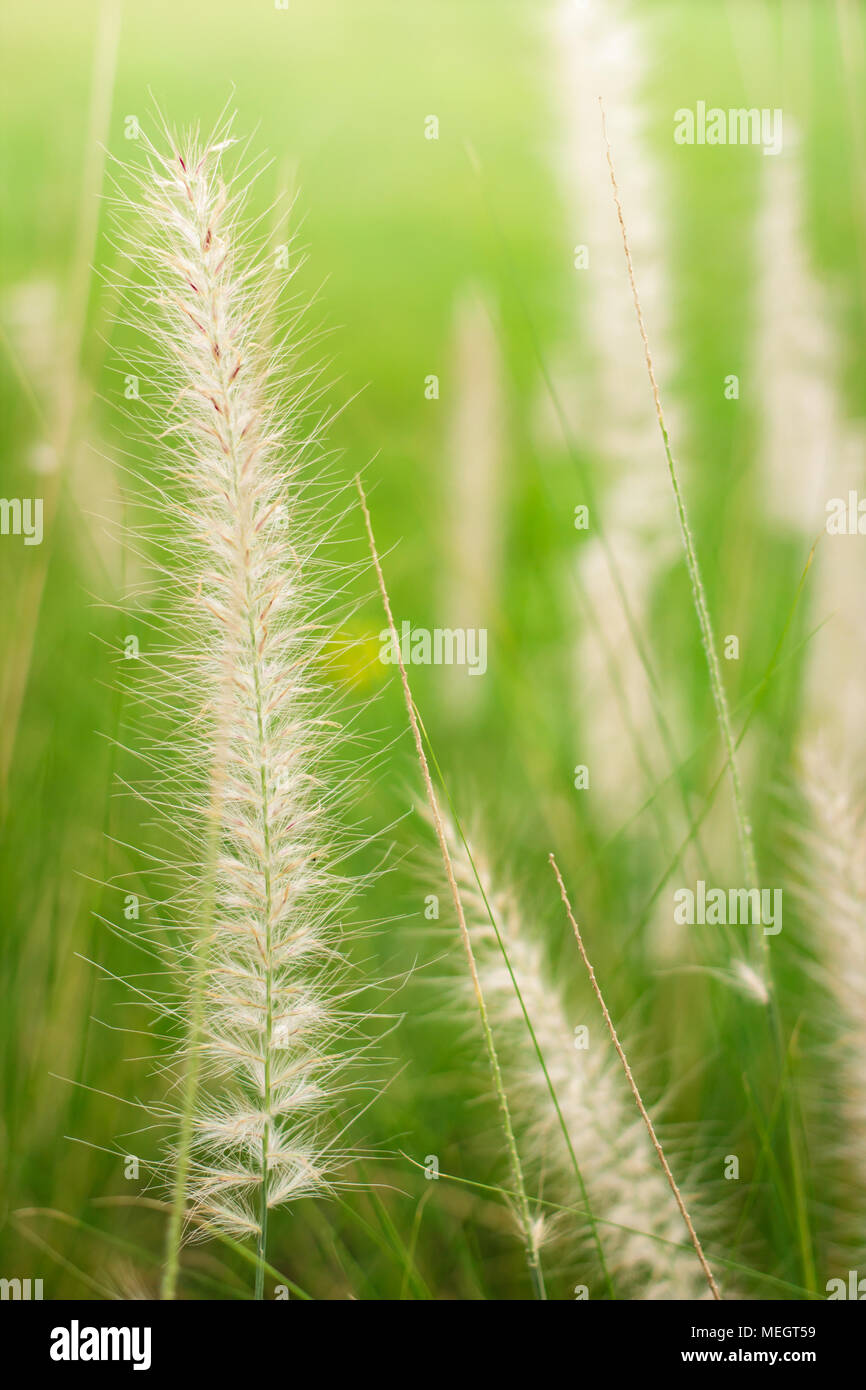 La missione di erba, bellissima natura della zona tropicale, asia thailandia. Foto Stock