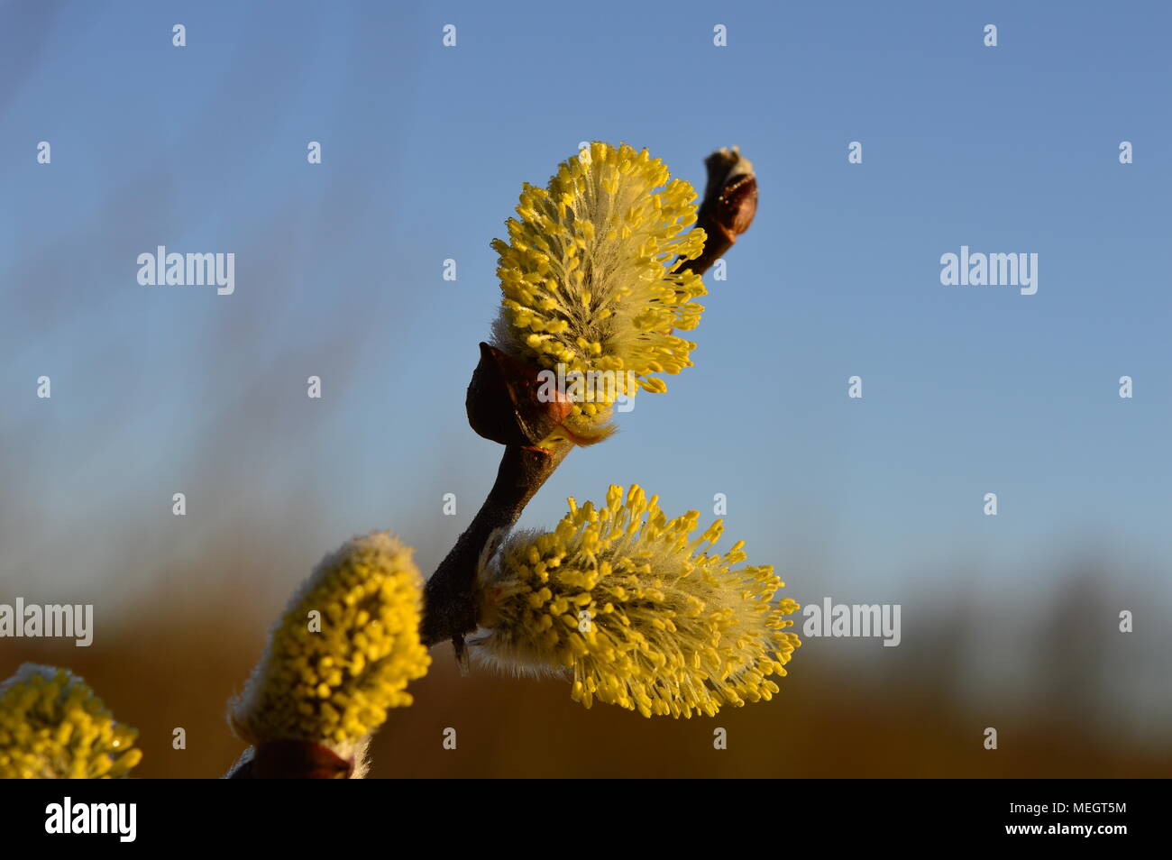 Rugiada di mattina su la fioritura di primavera gemme di salice Foto Stock