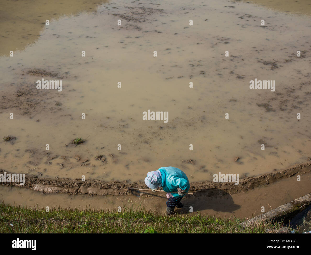 Donna agricoltore coltivando allagato campo di riso, molla Kochi, Shikoku Giappone Foto Stock