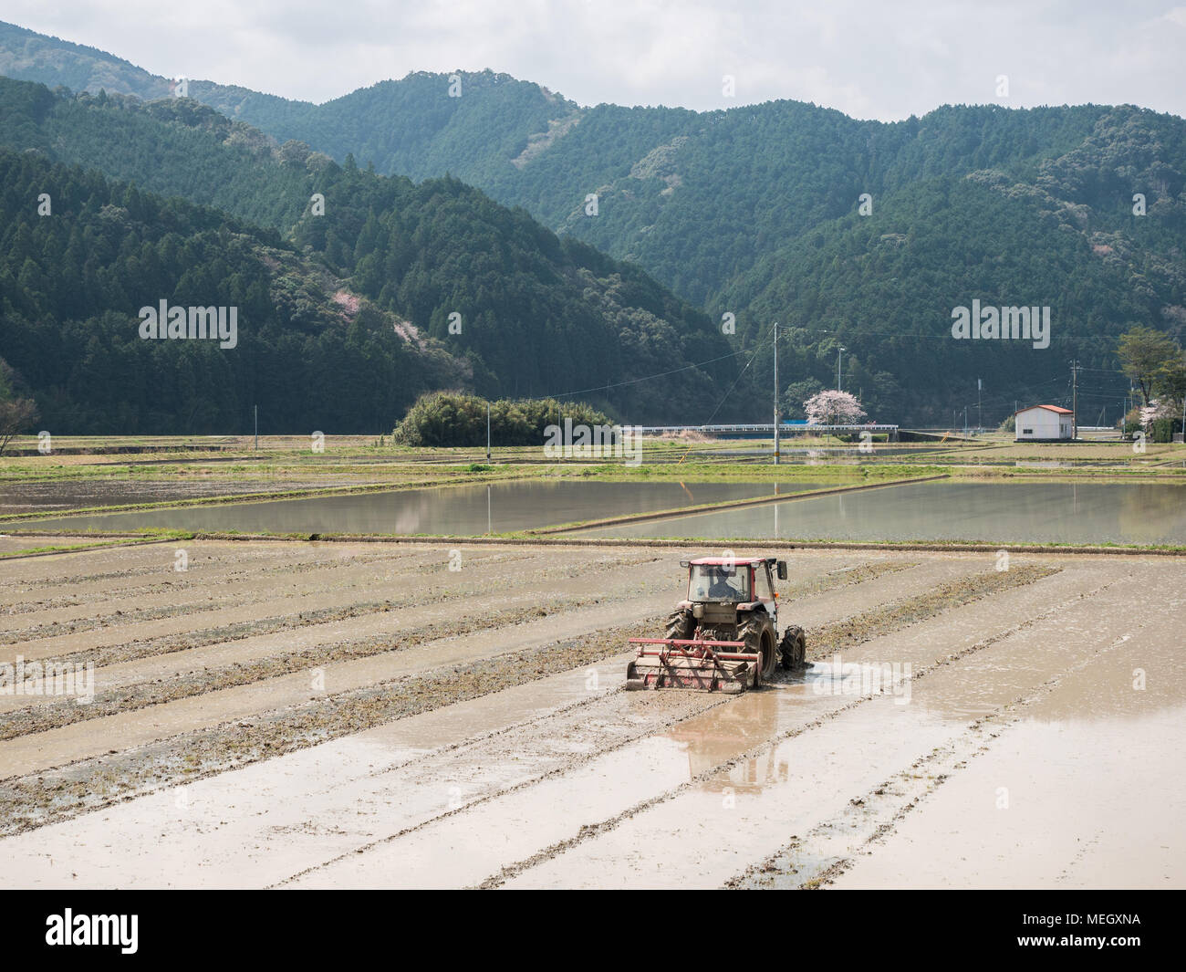 Agricoltore coltivando campo di riso con il trattore, primavera arando per la coltivazione del riso, Kochi, Shikoku Giappone Foto Stock