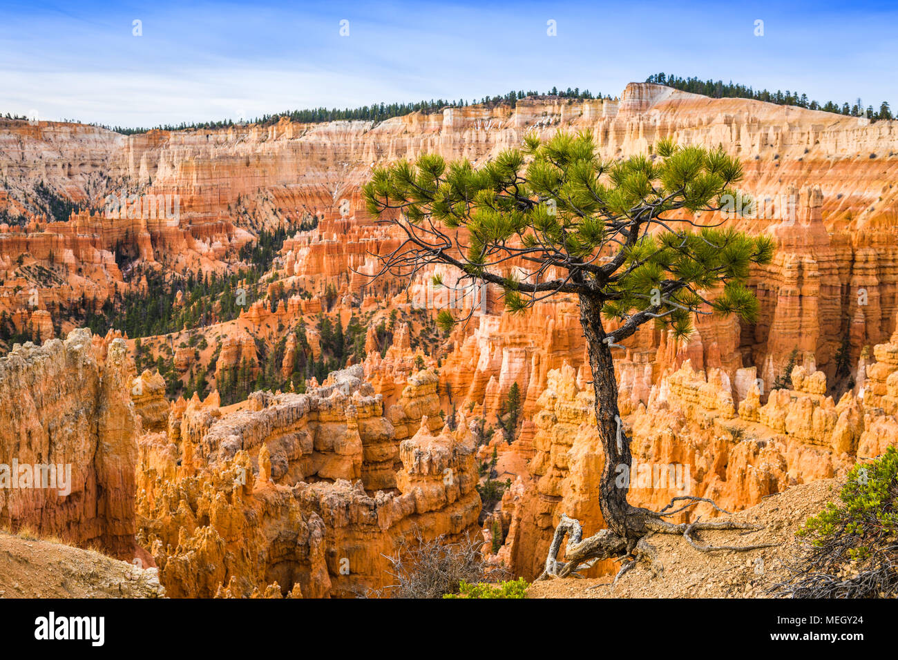 Parco Nazionale di Bryce Canyon, Utah, Stati Uniti d'America con un albero sul cerchio. Foto Stock