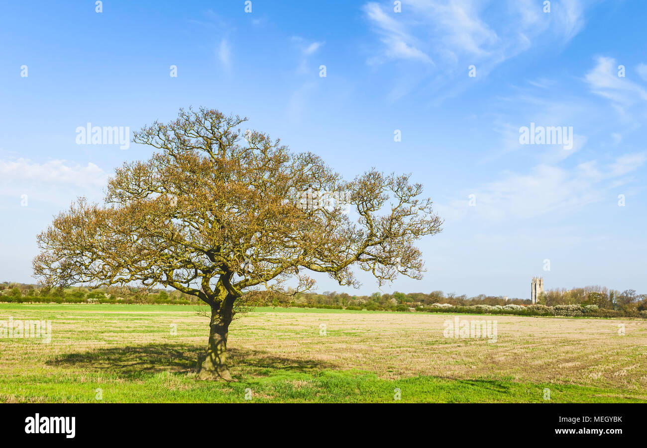 Beverley, Yorkshire, Regno Unito. La molla di foglie e di alberi di alto fusto in campi erbosi fiancheggianti Beverley Minster in una bella mattina di primavera a Beverley, nello Yorkshire, Regno Unito. Foto Stock Beverley, Yorkshire, Regno Unito. La molla di foglie e di alberi di alto fusto in campi erbosi fiancheggianti Beverley Minster in una bella mattina di primavera a Beverley, nello Yorkshire, Regno Unito. Foto Stock