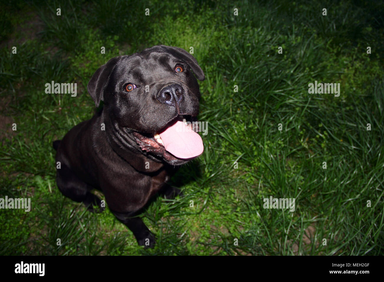 cane nero canne corso. foto. Foto Stock