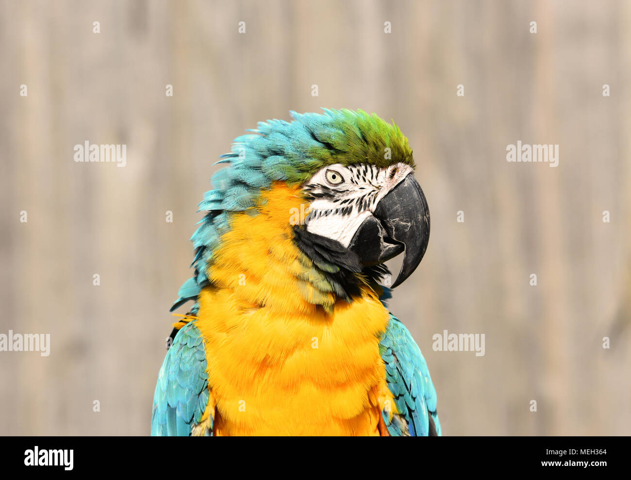 Il turchese e oro macaw parrot Foto Stock