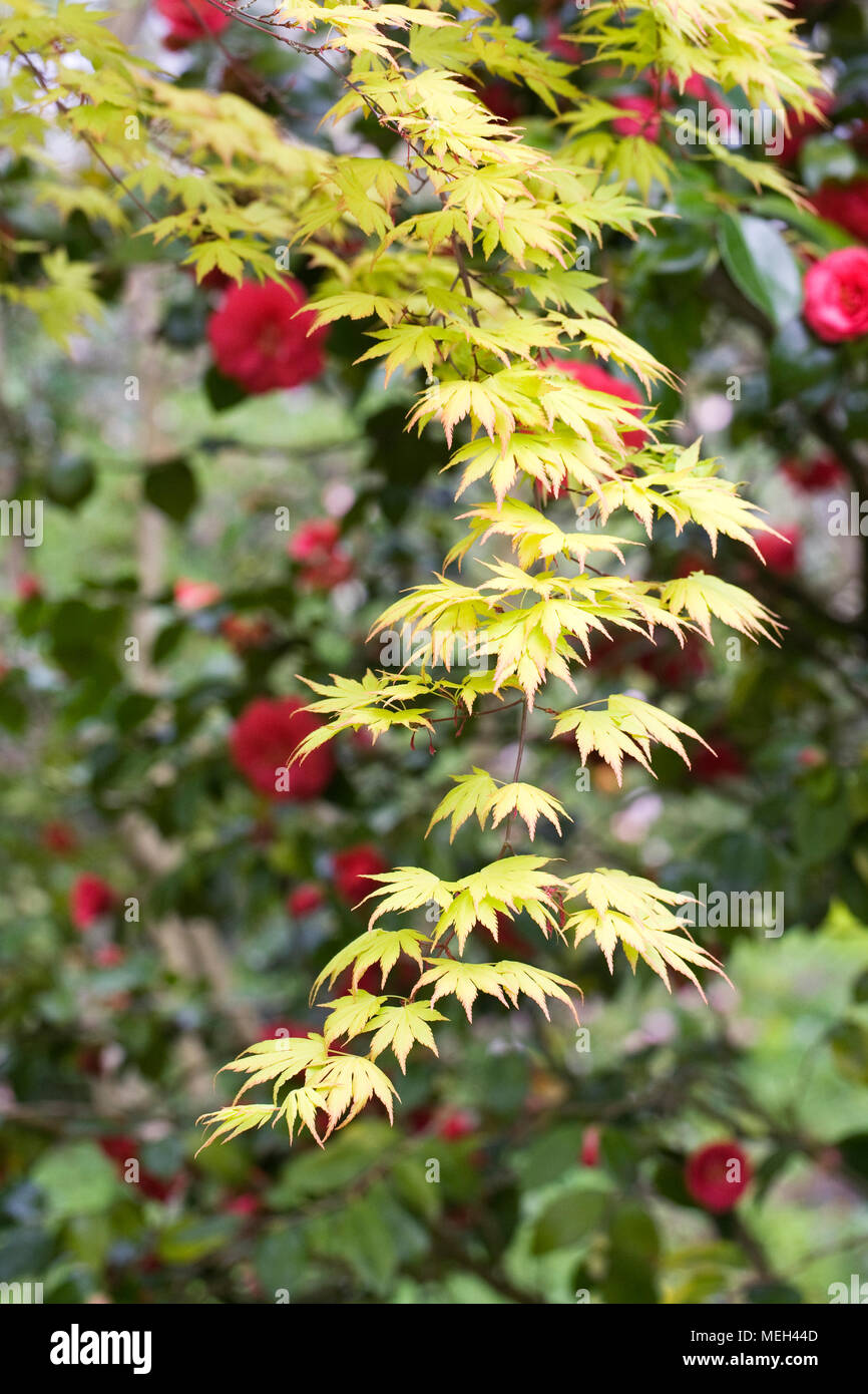 Acer palmatum "Orange Dream' foglie in primavera . Foto Stock