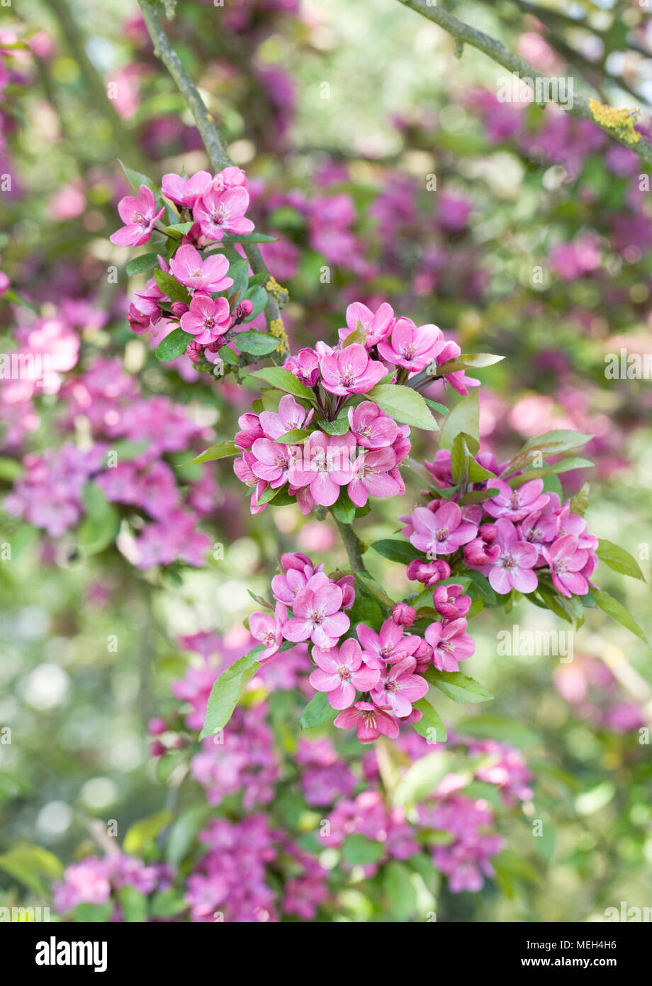 Malus fiorisce in primavera. Foto Stock
