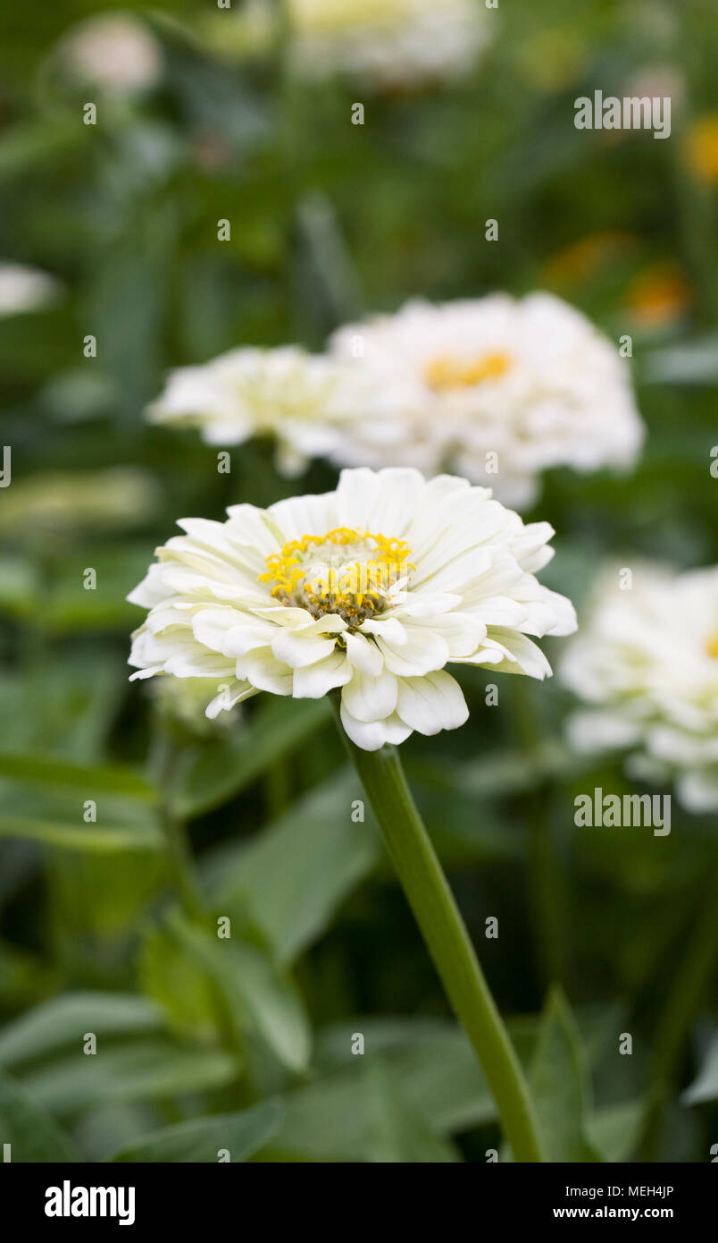 Zinnia elegans 'Benary Gigante White' Fiore. Foto Stock