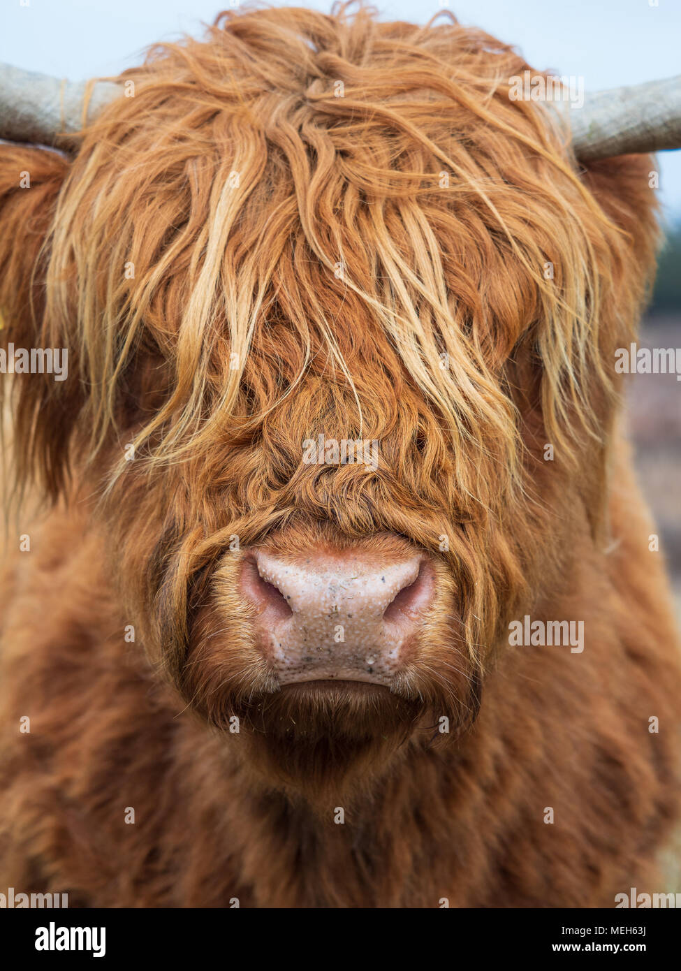 Highland Cattle Foto Stock