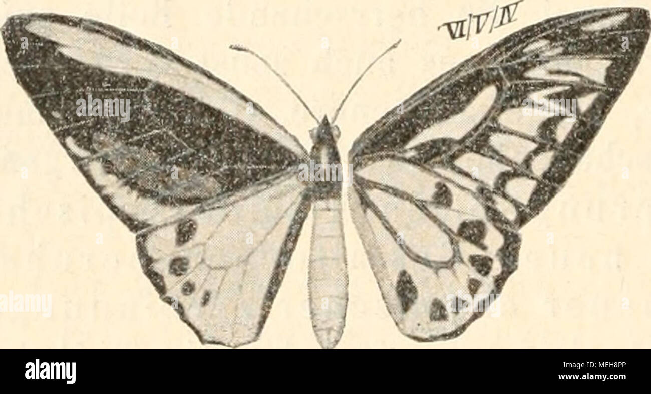 . Die Entstehung der Arten auf Grund von Vererben erwobener Eigenschaften nach den Gesetzen organischen Wachsens : Ein Beitrag zur einheitlichen Auffassung der Lebewelt . Ornühoptera Priamus Richmondia Gkat. ^. 1/2 der nat. Gr. Farbe vorgeschritten. Auf der Abb. 21 beigegebenen Abbildung 217 der Ober- und Unterseite von 0. Priamus Richmondia giebt die Unterseite zugleich ziemlich den Typus der weiblichen Zeichnung wieder. Bei 0. Rhadamanilms'^) ist der Mann insofern um eine Stufe vor- gerückt, als das gelbe, breite Mittelfeld der Hinterflügel, welches beim Weib nur deren inneren Teil einnimmt, Foto Stock