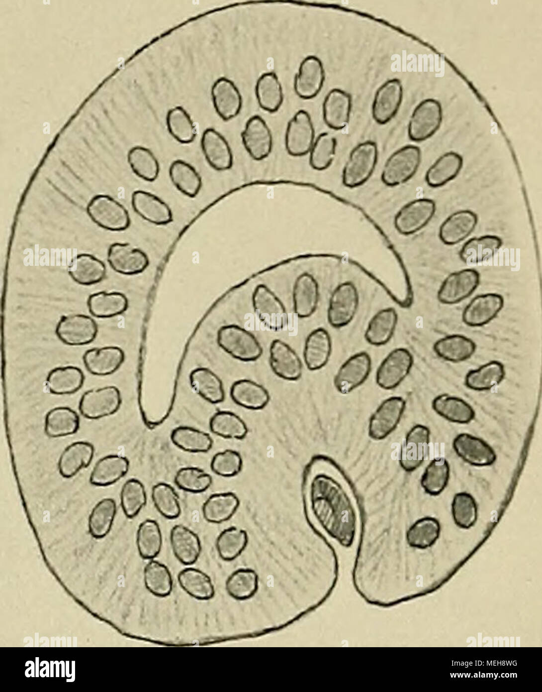 . Die Entwickelung des menschlichen Gehirns : während der Ersten Monate : Untersuchungsergebnisse . Fig. 109. Querschnitt des Augenblasen- stieles nahe am Bulbus. Embrione Ob (15,5 mm Nl.). Vergr. 350 fach. Prismon- zeichuung. Die ventrikuläre Lichtung ist noch offen und hat Halbmondform, die vaskuläre Lichtung mit inneliegen- der Gefäßanlage liegt exzentrisch. Foto Stock