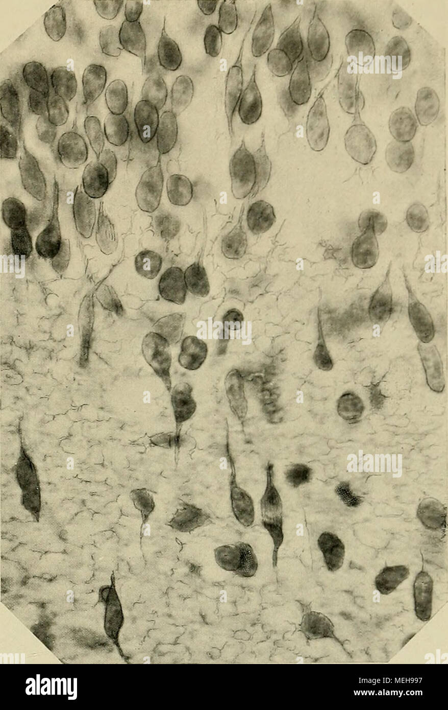 . Die Entwickelung des menschlichen Gehirns : während der Ersten Monate : Untersuchungsergebnisse . Fig. 70. Aus der Hemisphärenwand desselben feto STG. Übergang von der Matrix in die Zwisehenscliicht. Das ita- maschige Gerüst der letzteren enthält an der photographierten Sclmittstelle keine tangenziale Nervenfasern verlaufenden, da- gegen einzelne verz^veigte Gliazellen und zahlreiche radiär durch- tretende Neurohlasten. Un diesen sind entweder beide oder nur einer der Fortsätze erhalten, je nach der Schnittriehtung bald der innere, bald der äußere. In der matrice das ändert Mark- gerüst sein Foto Stock