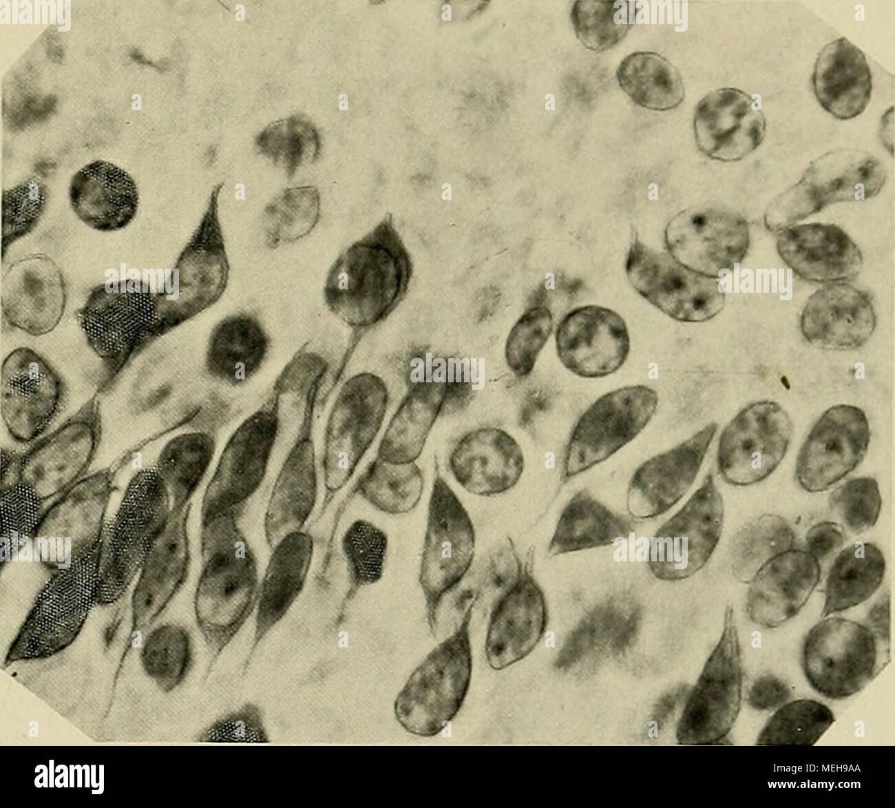 . Die Entwickelung des menschlichen Gehirns : während der Ersten Monate : Untersuchungsergebnisse . Fig. 65. Pyramiclenzelleu aus der Heiuisphärenrriicle von feto il sig. Einige zeigen beide, andere nur den inneren, oder nur den äuiSeren Fortsatz (Fliotogr. mit Zeiß immersione 2 mm). Foto Stock