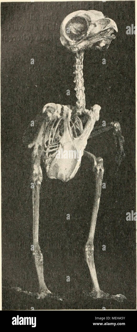 . Die Entstehung der Arten auf Grund von Vererben erwobener Eigenschaften nach den Gesetzen organischen Wachsens : Ein Beitrag zur einheitlichen Auffassung der Lebewelt . Abb. 04. Skelett von Strix ulueo. Ausbildung; (s. Abb. 44). geringerer Stärke haben die Schlüsselbeine bei anderen tauchenden Vö- geln: besonders bei Lummen, Colymbidae, Podiceps sind sie kräftige, seitlich zusammengedrückte, anche bandartige Spangen. Die Lummen schwimmen unter Wasser mit durch Bewegung der Flügel. Vielleicht geschehen Schwimmbewegungen mit den Flügeln auch bei anderen Tau- chern. Skelett der Frösche und Kröte Foto Stock