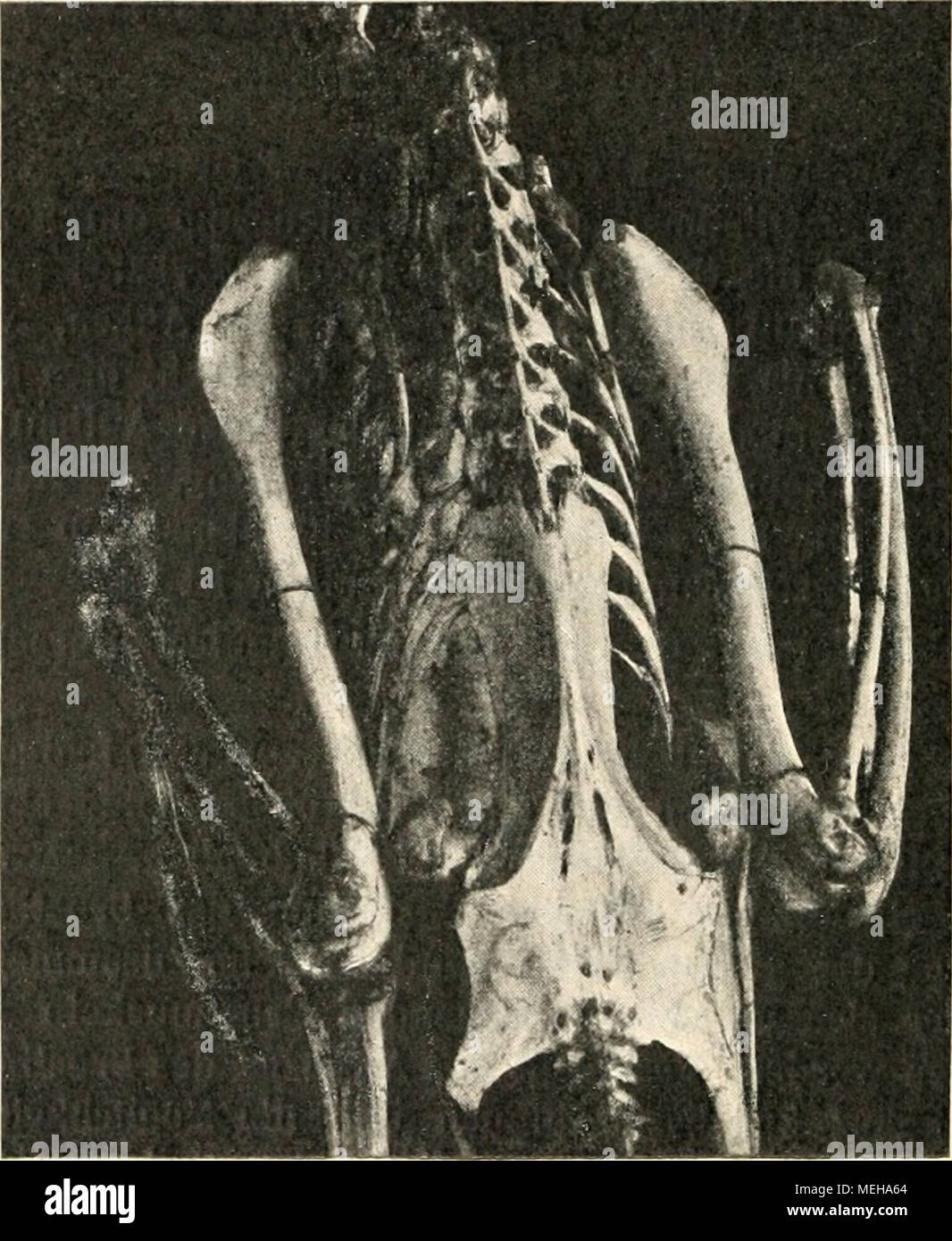 . Die Entstehung der Arten auf Grund von Vererben erwobener Eigenschaften nach den Gesetzen organischen Wachsens : Ein Beitrag zur einheitlichen Auffassung der Lebewelt . Abb. b3. Wirbelsäule und Becken Ton Grus cinerea. vereinige, im Grunde bindegewebig. Aber Sie ist in Gestalt von feinen Knochenfäden, welche sie durchziehen, in Verknöcherung begriffen. Es mag bei vielen anderen Vögeln dasselbe der Fall sein, aber die verknöchernde Haut dürfte an den Skeletten der Sammlungen meist herauspräpariert worden sein, così daß nur die Spangen übrig blieben. Die Dornfortsätze sind bei den meisten Vögeln Foto Stock