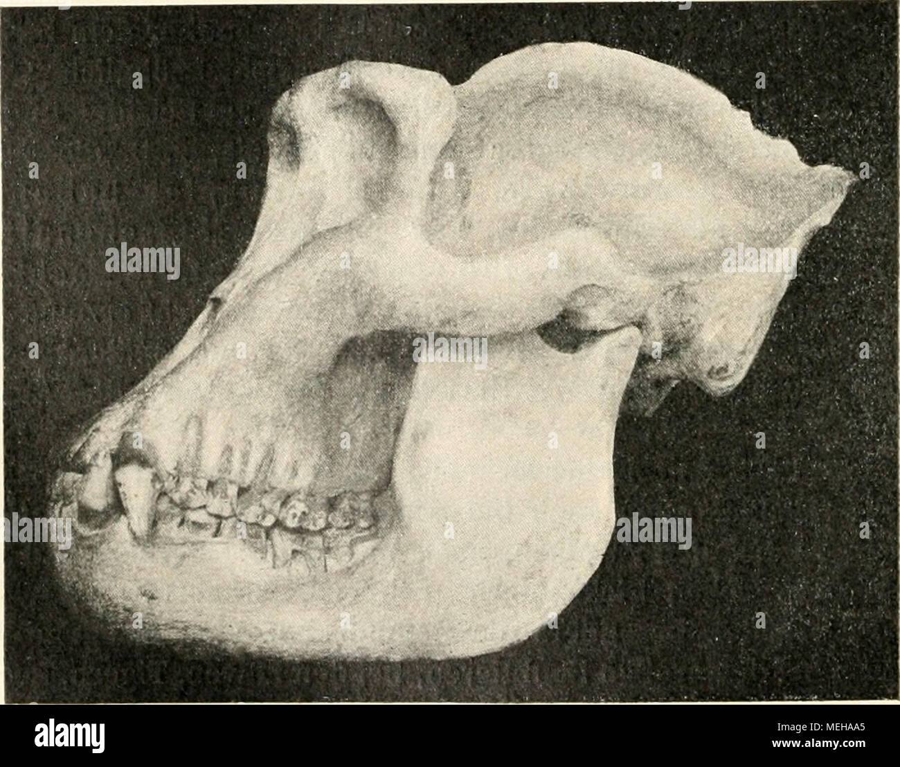 . Die Entstehung der Arten auf Grund von Vererben erwobener Eigenschaften nach den Gesetzen organischen Wachsens : Ein Beitrag zur einheitlichen Auffassung der Lebewelt . Abb. 17. Gorilla c$ Schädel. für den Orang, mehr für den Gorilla am meisten und in ganz auffallen- masse dem für den Schimpanse. Dem Schimpanse weiblichen fehlt die Foto Stock