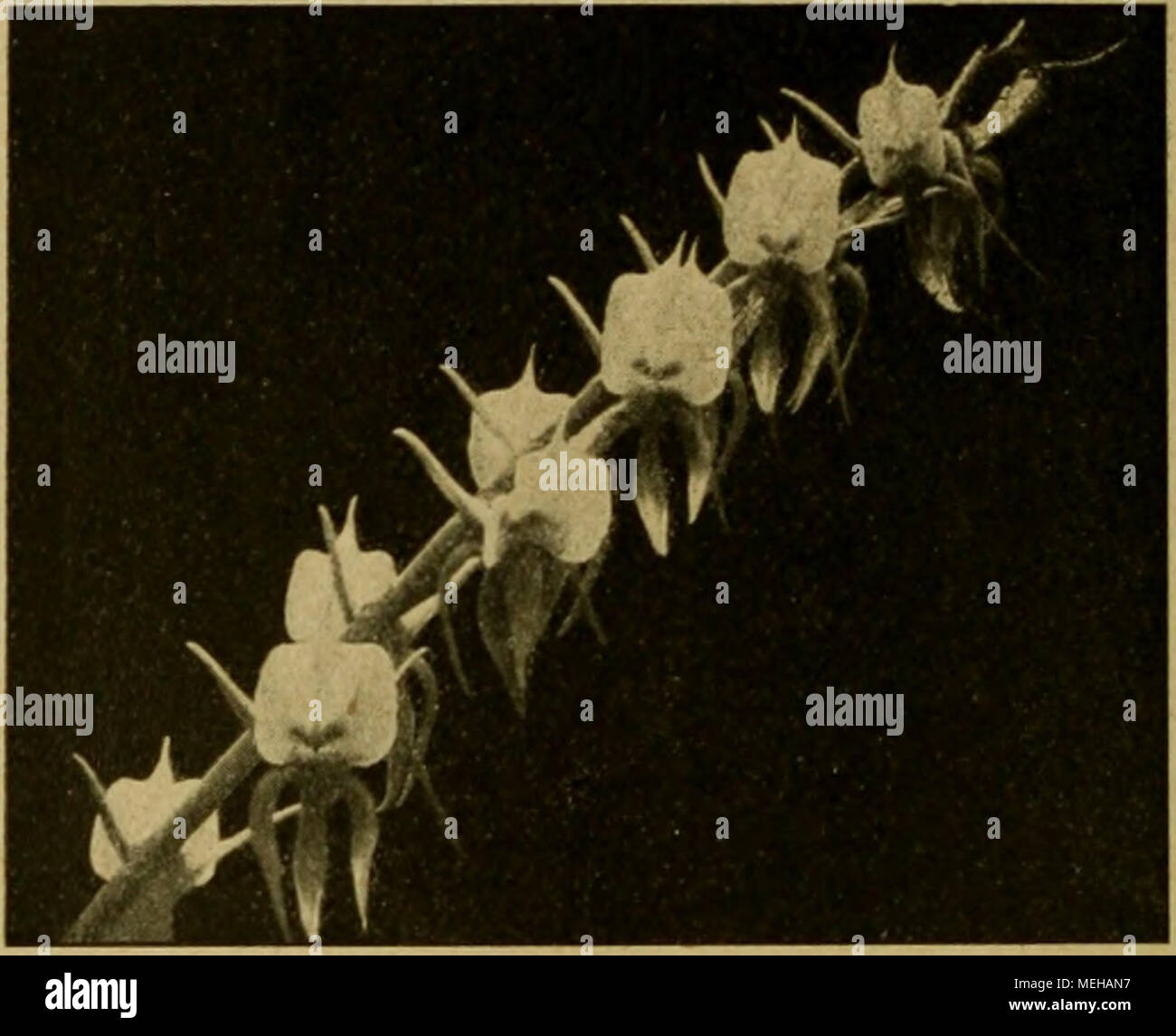 . Die Entfaltungsbewegungen der Pflanzen und deren teleologische Deutung. Ergänzungsband zur "Organographie der Pflanzen" . Fig. 167. Angraecum super- bum. Junge Infloreszenz. Sporn durch Drehung des Frucht- knotens mitsamt Labellum dem nach unten gekehrt. Fig. 168. Angraecum superbum. Infloreszenz mit Blüten entfalteten, Labellum nach oben (verkleinert). Eine ..biologische" Bedeutung der Drehung um 3(50 ° ist nicht bekannt. Die Blütenformen, welche sie aufweisen, sind außerordentlich verschieden, und ein ..Vorteil1' gegenüber den Orchideenblüten, welche nicht resupinieren, ist Foto Stock