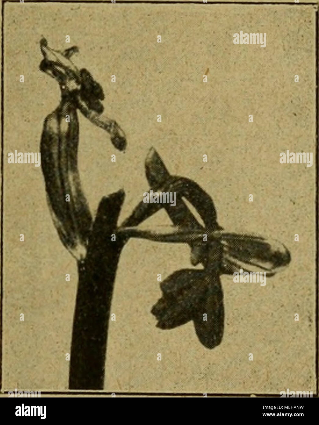 . Die Entfaltungsbewegungen der Pflanzen und deren teleologische Deutung. Ergänzungsband zur "Organographie der Pflanzen" . Fig. 162. Ophrys myodes. Pflanze, deren die Blüten Auswärtsdrehung nicht ausführen konnten, weil dasLabellum an die Infloreszenz- achse anstieß. Fig. 163. Orchis morio. Links junge, zurückgedrehte Frucht rechts Blüte mit gedrehtem Fruchtknoten. und an den gedrehten Blütenstielen von Neottia nicht auftritt, kann darauf beruhen, dass an den unbefruchteten Blüten von Orchis morio das Wachs- tum des Fruchtknotens an den befruchteten Neottiablüten das des Blüten- stie Foto Stock