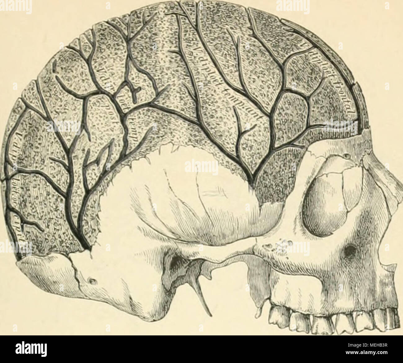. Die descrittivo topographische und anatomie des Menschen . T.")S. Die Venen der Diploe, nach Entfernung der Ã¤usseren Tafel der SchÃ¤delknochen. Nach Breschet. Die Gehirnvenen, Vena* cerebrales, sind folgende: Venat cerebri superiores .â ¢'im longÃ¼udina sinusale&amp;è superiore; die io". cerebri m&LT; &LT;ii) zum Sinus . ior, ho um Sinit ho cavernose, PI U 1 cerebelli superiores zum Sinus rectus und die Kenai cerebelli inferiores /.um Sinus petrosus inferiore, transversus und ein I)i'' Fenai meningeat mÃ¼nden in &LT;li'' zunÃ¤chst liegenden Blutleiter. Die Venen der entleeren Diploe sich Foto Stock