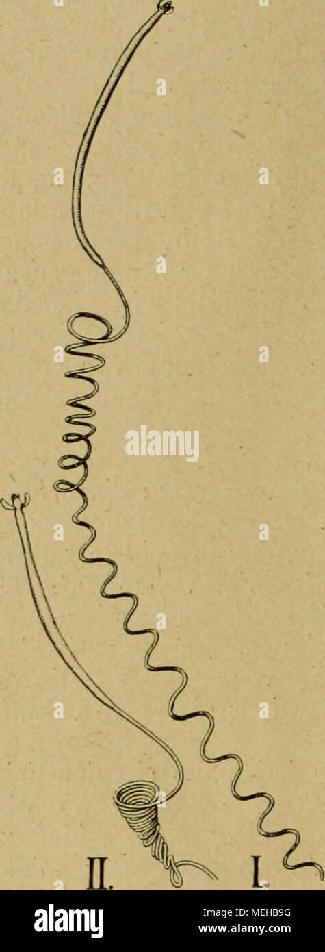 . Die Entfaltungsbewegungen der Pflanzen und deren teleologische Deutung. Ergänzungsband zur "Organographie der Pflanzen" . Fig. 87 a. Vallisneria spiralis. Ho Junge Frucht mit beginnender Einrollung des Stieles, 7/mit ein- gerolltem Stiel (aber verkl.). Pflanzen vorhanden sind, die Bewegung ausführte. Ob dieser Angabe nicht eine Verwechslung mit der schraubenförmigen Krümmung zugrunde liegt, die auch die Stiele unbefruchteter Infloreszenzen ausführen? Ich habe eine wirkliche Einrollung solcher nicht beobachten können, doch verhalten sich vielleicht verschiedene Formen von Vallisneria Foto Stock