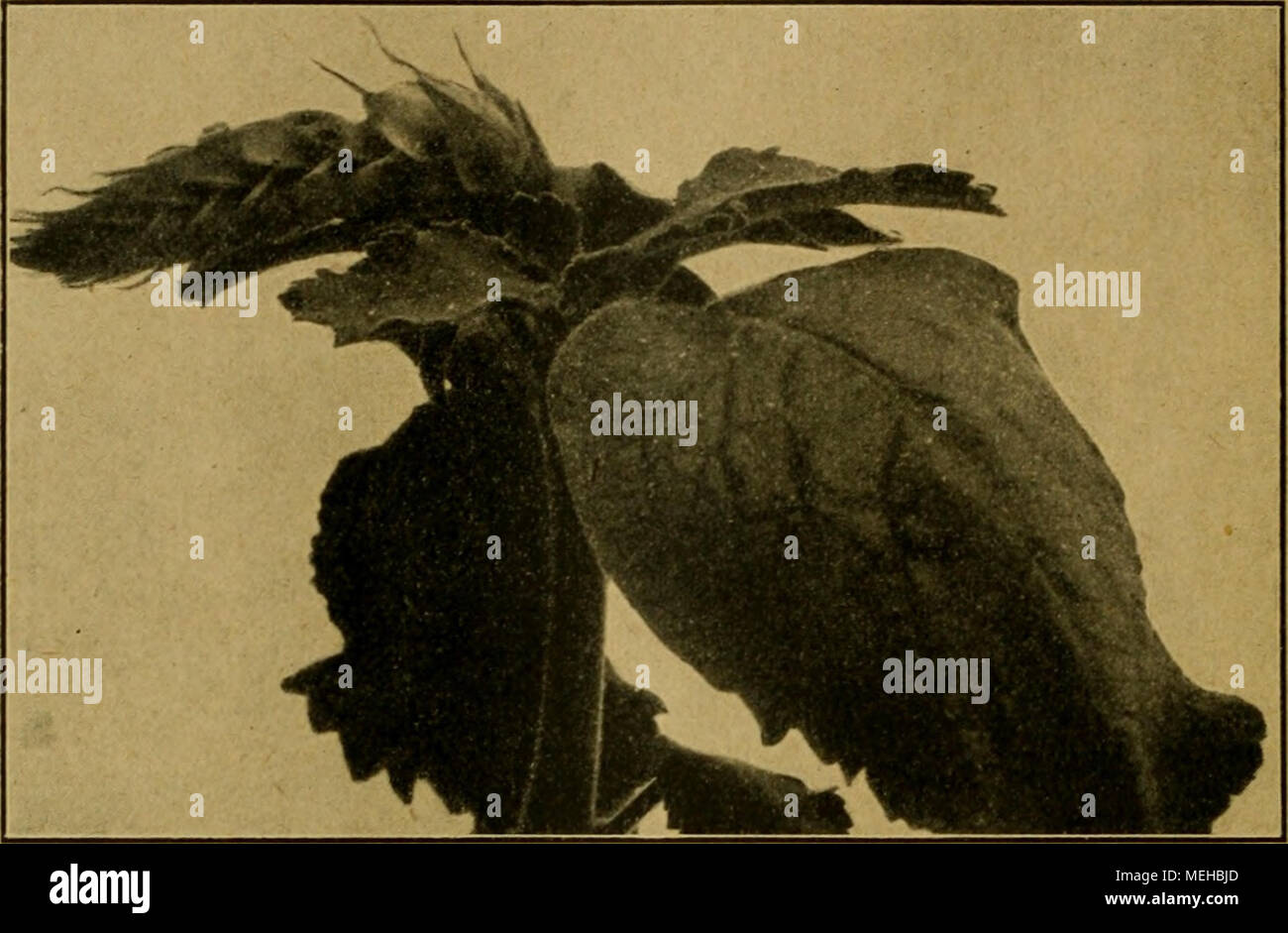 . Die Entfaltungsbewegungen der Pflanzen und deren teleologische Deutung. Ergänzungsband zur "Organographie der Pflanzen" . Fig. 54. Coleus Penzigii, Horizontalstellung einer jungen Infloreszenz. Und dass diese einseitig stärkere Beleuchtung (und Erwärmung) eine Förderung der Blütenknospen bedingt, ist deutlich erkennbar. In einem kalten, lichtarmen Klima könnte das ja vielleicht in Betracht kommen, wenn es auch nicht gerade wahrscheinlich erscheint. Die Pflanze soll auf Hügeln z. B. In der Nähe von wachsen di Pechino. Die klimatischen Bedingungen Zur Zeit der Infloreszenzentwicklung sind Foto Stock