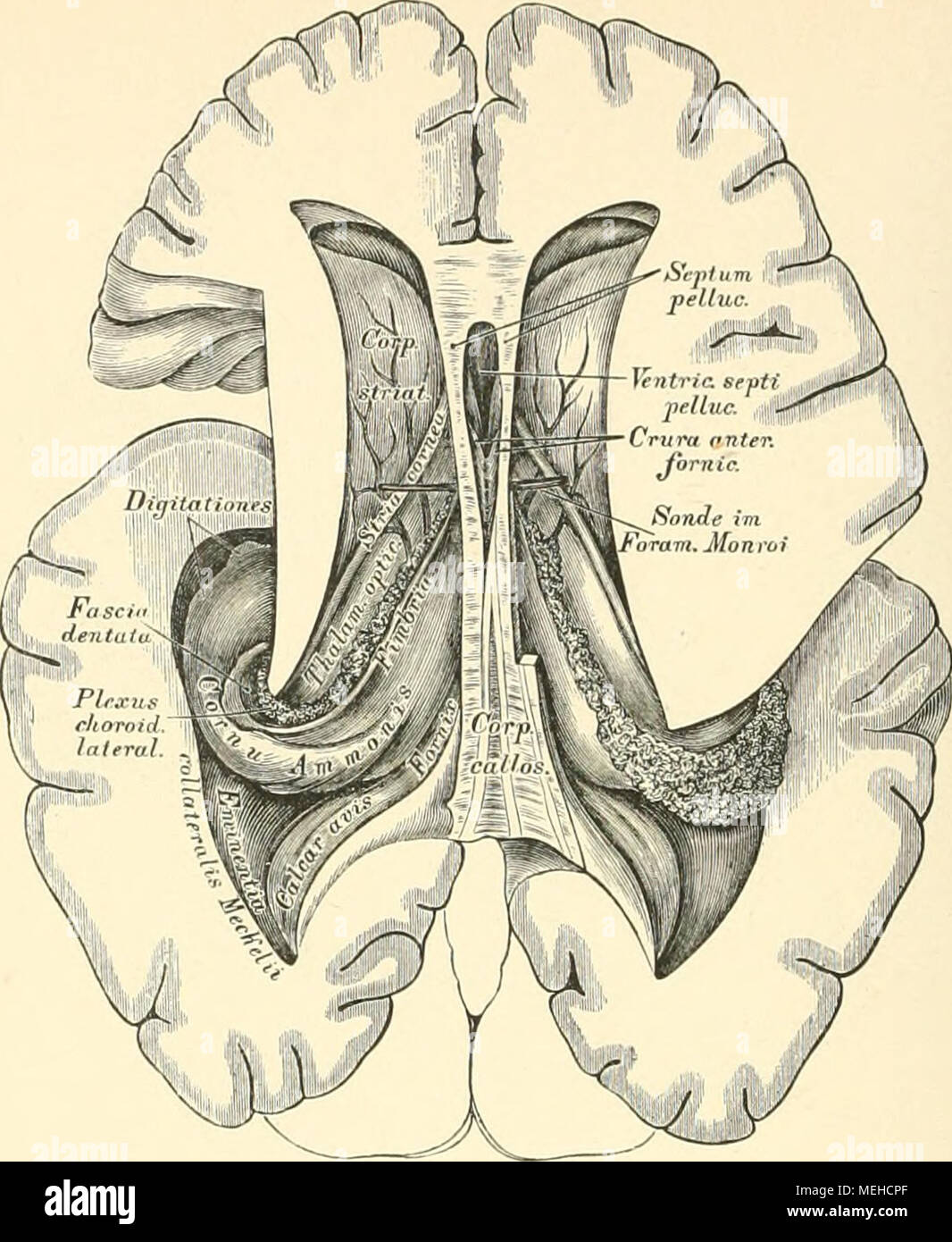 . Die descrittivo topographische und anatomie des Menschen . 513. Horizontal-Durchschnitt des Grossliirns, mit völlig eröffneter Seitenkammer linker. 2/a der natürlichen Grösse. Der Balken und das unter ihm liegende Gewölbe, fornice, bilden die Decke der dritten Gehirnkammer. Beim Emporheben des Balkens trifft man zwischen dessen vorderer Hälfte und fornice dem die senkrechte durchsichtige Scheidewand, setto pellucidum, aufgerichtet zwischen beiden Vorderhörnern der Seitenkammern, mit einer schmalen Höhle versehen, dem Ventriculus seil Cavum septi pcllacidi. Die hintere Balkenhälfte ruht unmitt Foto Stock