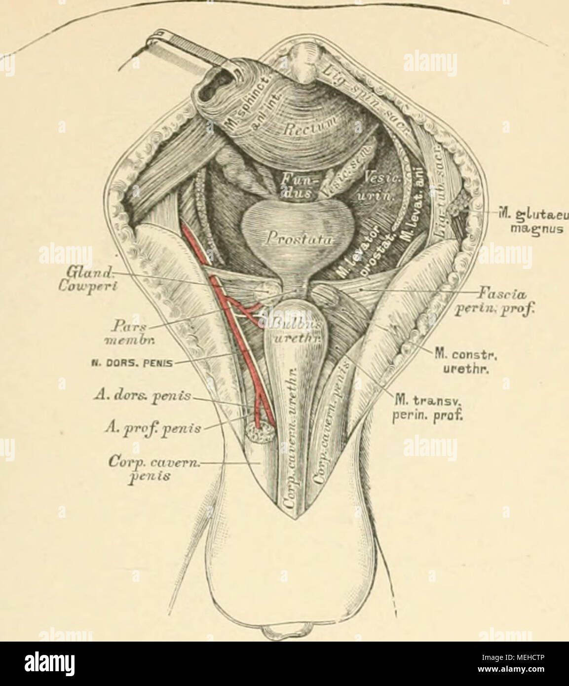 . Die descrittivo topographische und anatomie des Menschen . 500. Topographie des männlichen Dammes. VT. Ansicht nach Entfernung des M. levator Sphinctei e levator ani. - Der M. tri erinei profundus liegt über dem oberflächlichen, entspringt vom aufsteigenden Sitzbein- und aden Schambeinast und verbindet sich mit demjenigen der anderen In seinem Fleische io per'schen ho "ttet. Der Zusammenschnürer der Harnröhre, '' r urethrae, unpaar. Entspringt vom absteigenden Schambeinaste mit dem .1/. trat profundus, umfasst die / :hlingenförmig, indem seine Bündel theils Ober-, theils unterhalb derselbe Foto Stock