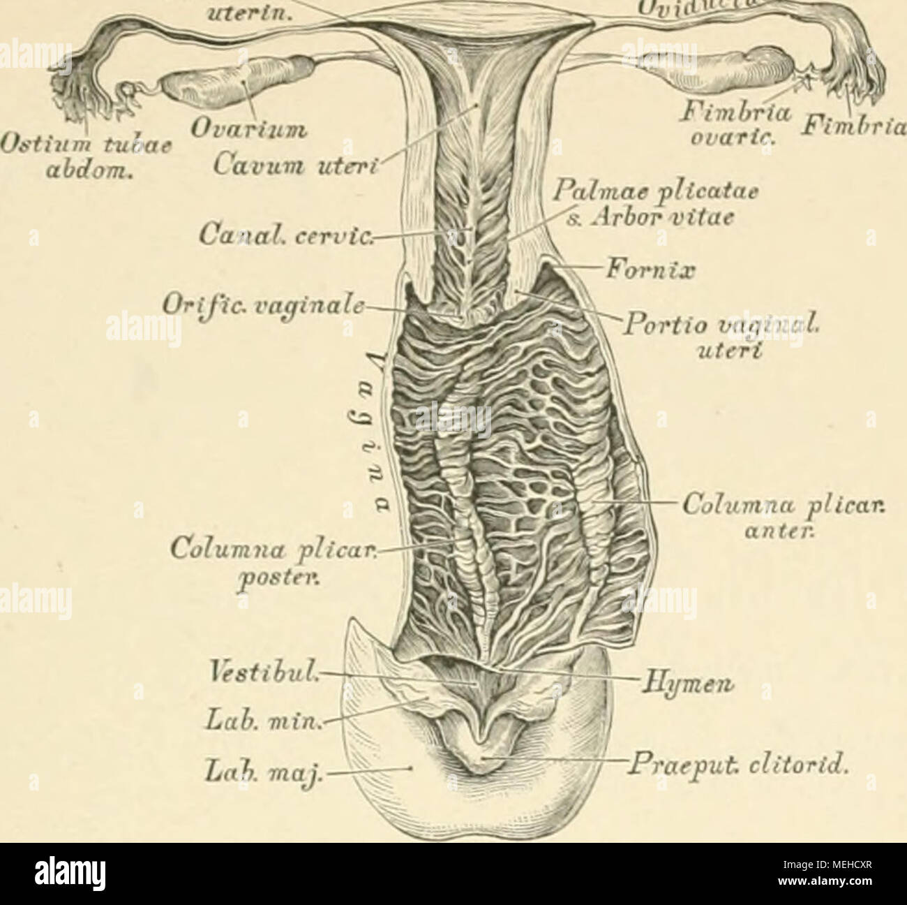 . Die descrittivo topographische und anatomie des Menschen . VestibÃ¼L. Lab. min. Lab. maj 486. Geschlechtsorgane eines neugeborenen MÃ¤dcheilS. Die GebÃ¤rmutter in der Mittellinie hinteres, die Schelda in der linken Seitenlinie erÃ¶ffnet. NatÃ¼Rliche GrÃ¶sse. Die GebÃ¤rmutter, utero, ist ein apnu â perde organo, zwischen Biagio und Mastdarm gelegen; von birnfÃ¶rmiger Gestalt, von vorne nach hinten etwas abgeplattet. Grund, Fundus, das heisst verdickte obere Ende; auf dieses ler K"ip r. Corpus, welcher sich zum cylindrischen Hals, cervice, zuschmÃ¤lert; i."li in den grossen Schamlippen zu v Foto Stock