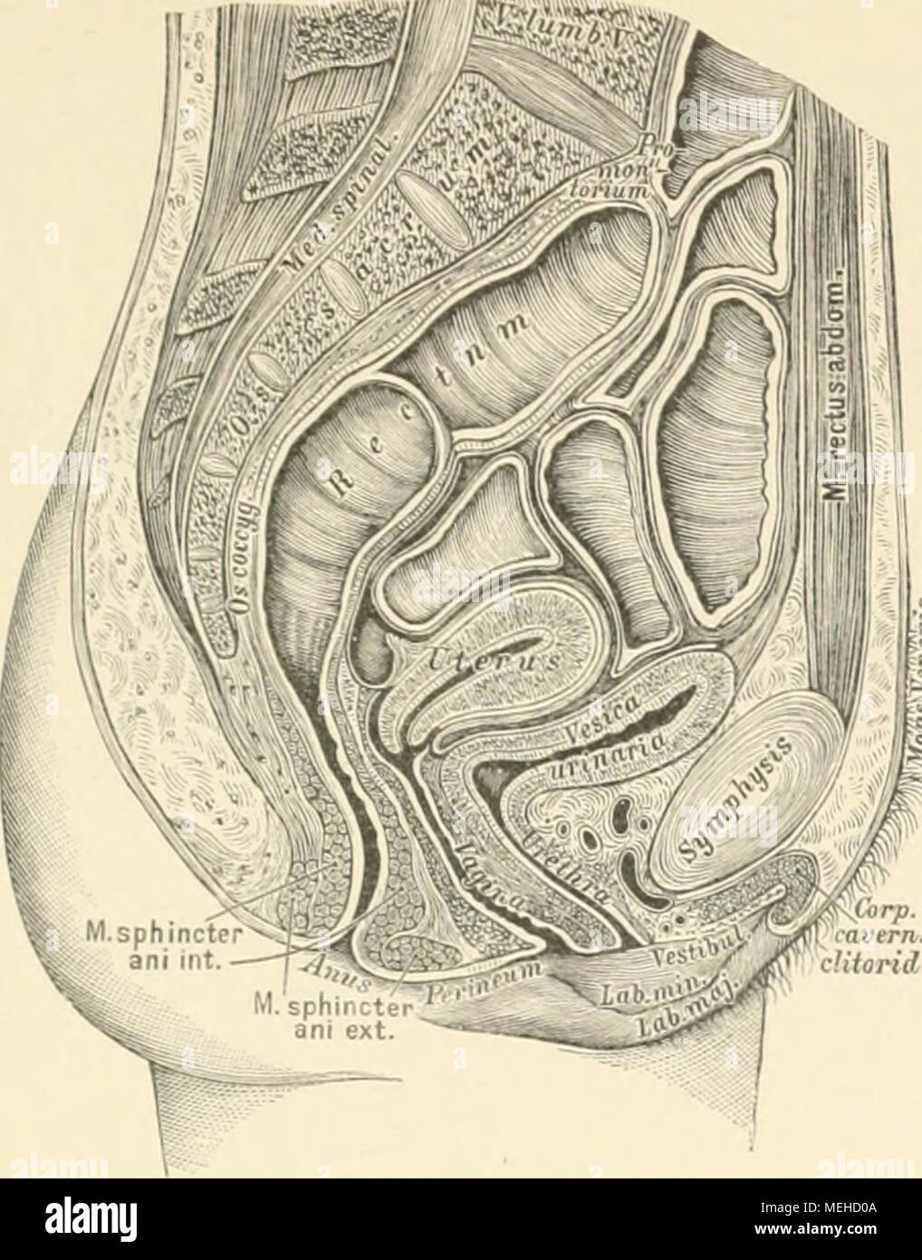 . Die descrittivo topographische und anatomie des Menschen . -IT!i. Sagittaler Medianschnitl durch das weibliche Becken. gefrorenen Leiche einer etwa 25jährigen persona. natürlicher 1 .Wisse. Die Harnblasi ;renzt beim Weibe nach hinten an die Gebärmutter; ho mehr ausgedehnt und überhaupt geräumiger als beim manne. in vollkommen leerem Zustande istj abgebildet und Gebärmutter entstellt die vom peritoneo L'ebildi -uterina, und zwischen Gebärmutter und Mastdarm in beiden Buchten guerra abgebildeten im Falle enthalten siero. Die weibliche Barnröhre isl 1 cm. lang und noch mehr als ausdehnbar die männl Foto Stock